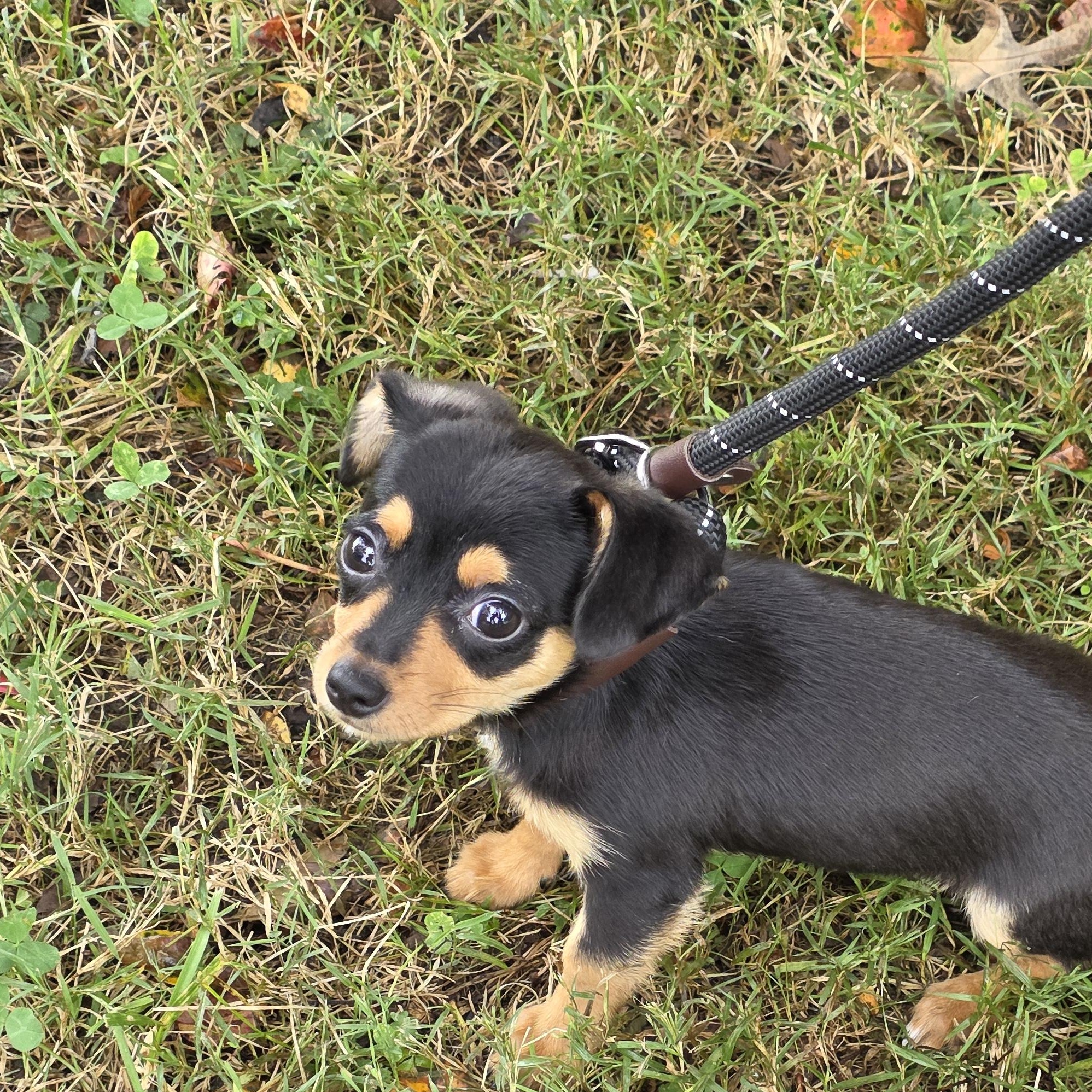 Enlarge Michelle, a Adoptable Mixed Breed in Greensboro, NC image 6/6