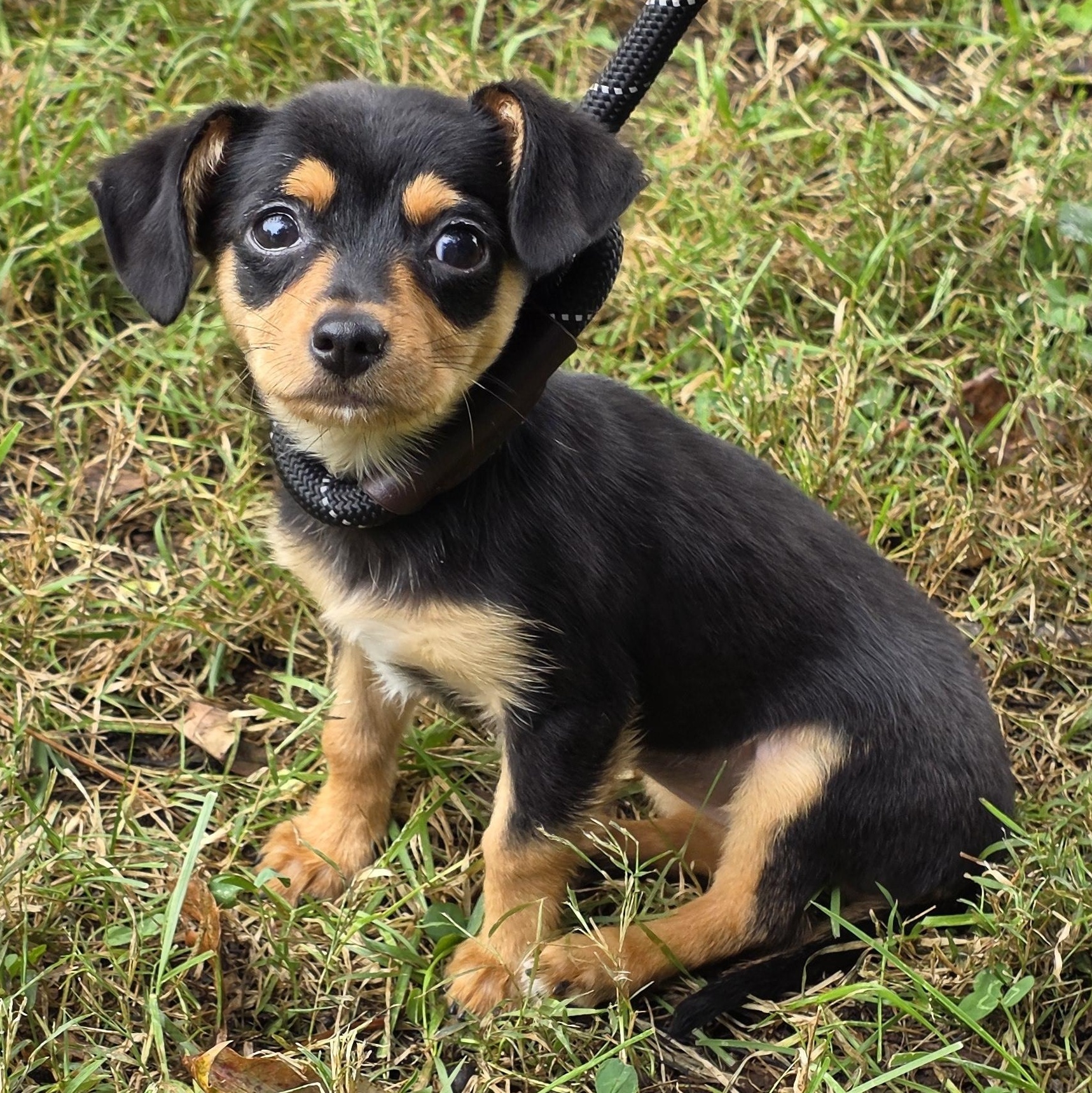 Enlarge Michelle, a Adoptable Mixed Breed in Greensboro, NC image 2/6