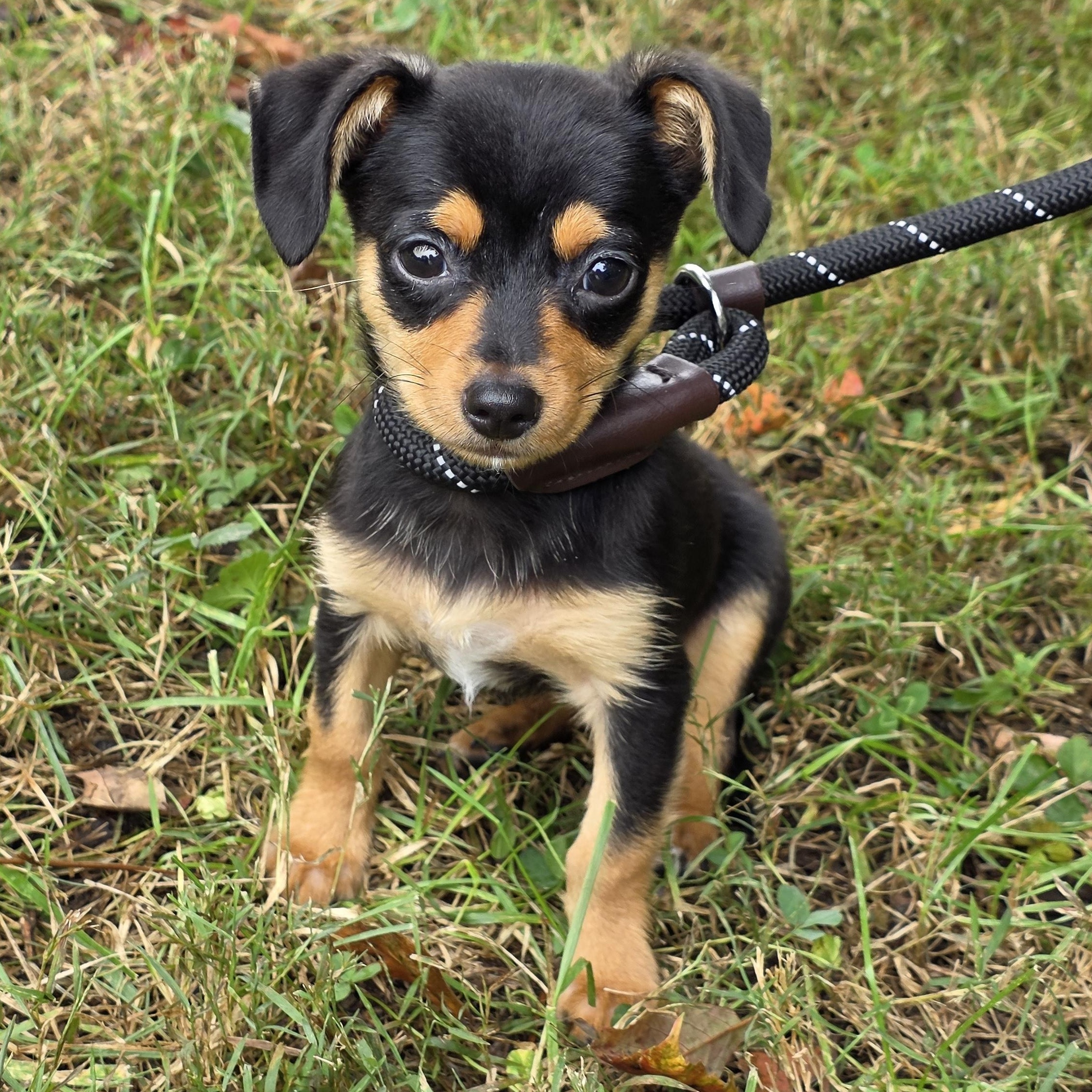 Michelle, Adoptable, Young Female Mixed Breed.