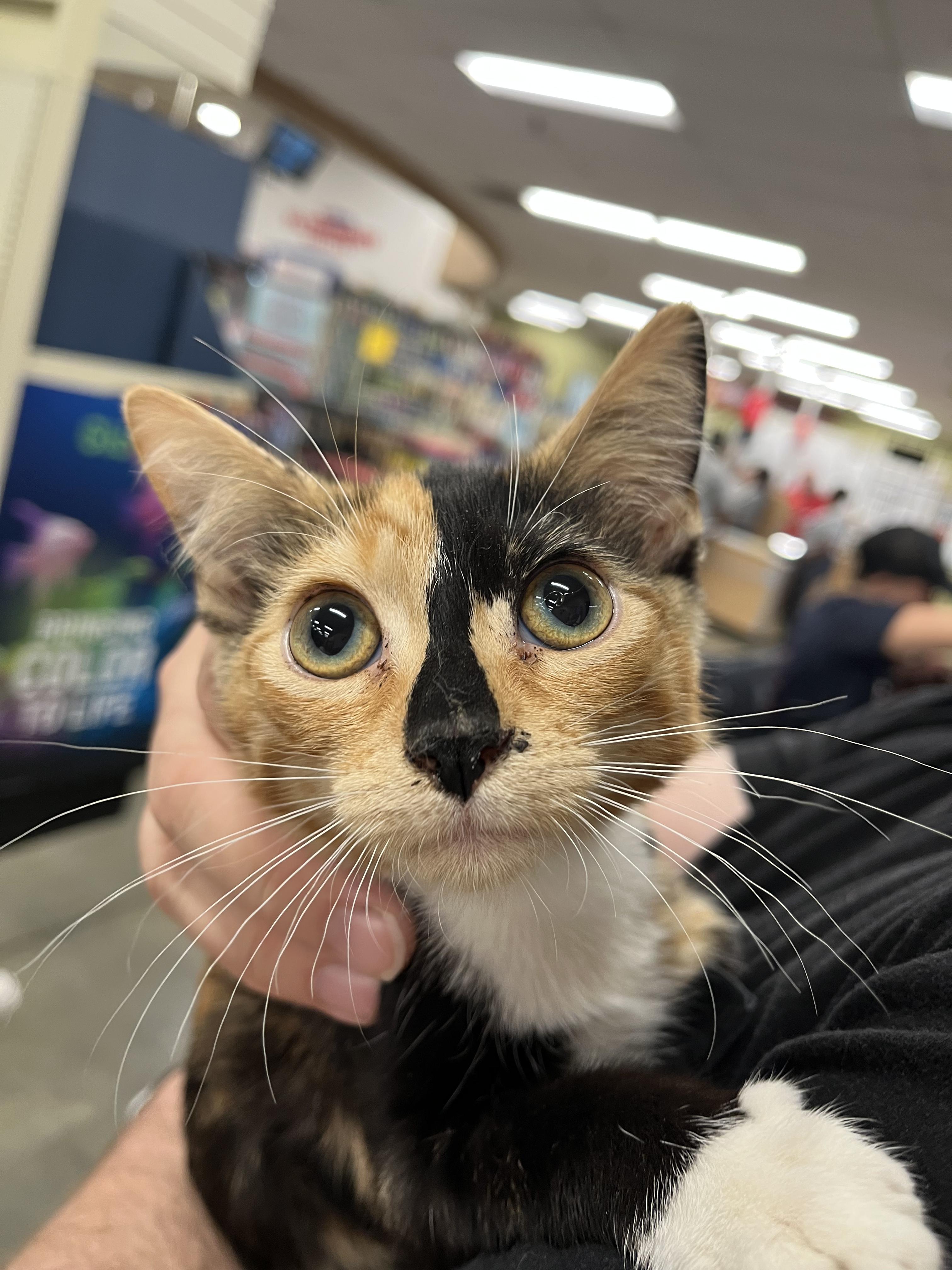 Dot, Adopted, Kitten Female Calico.