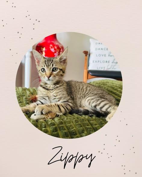 ZIPPY, a ADOPTABLE Domestic Medium Hair in Coquitlam, BC image 1/5