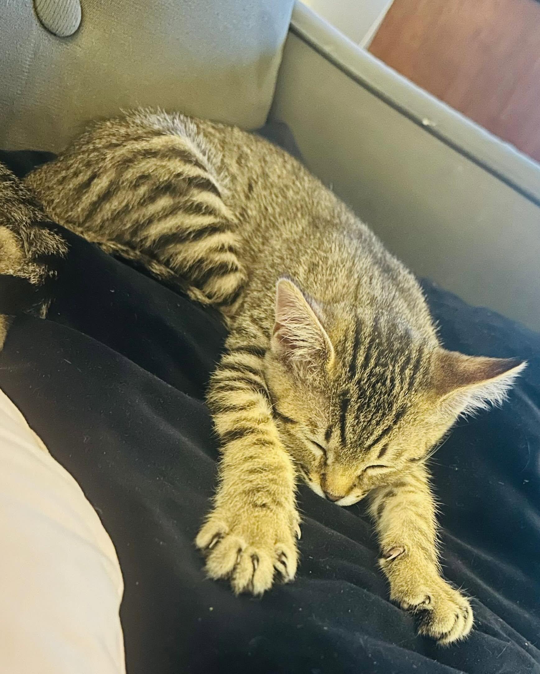 ZIPPY, a ADOPTABLE Domestic Medium Hair in Coquitlam, BC image 2/5
