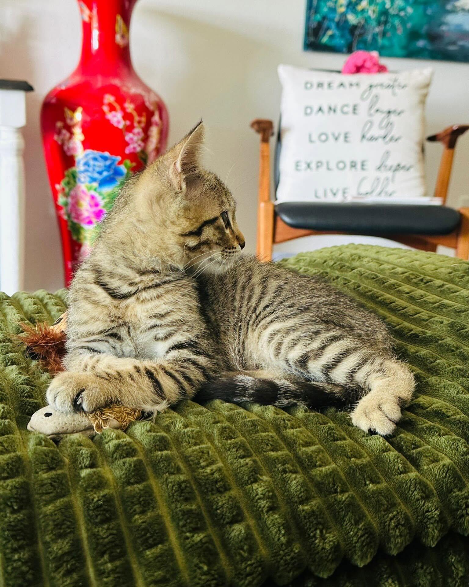 ZIPPY, a ADOPTABLE Domestic Medium Hair in Coquitlam, BC image 5/5