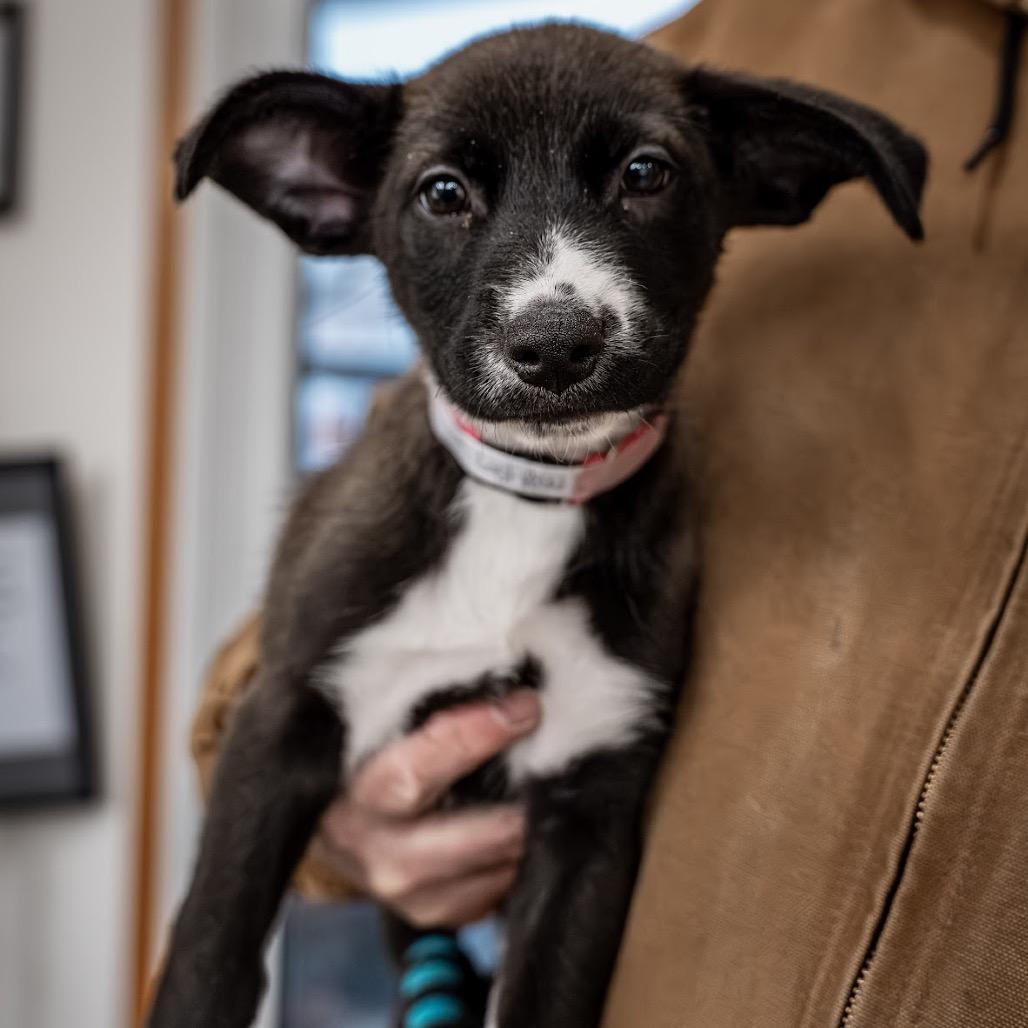 Strawberry, Adoptable, Puppy Female Collie & Mixed Breed.