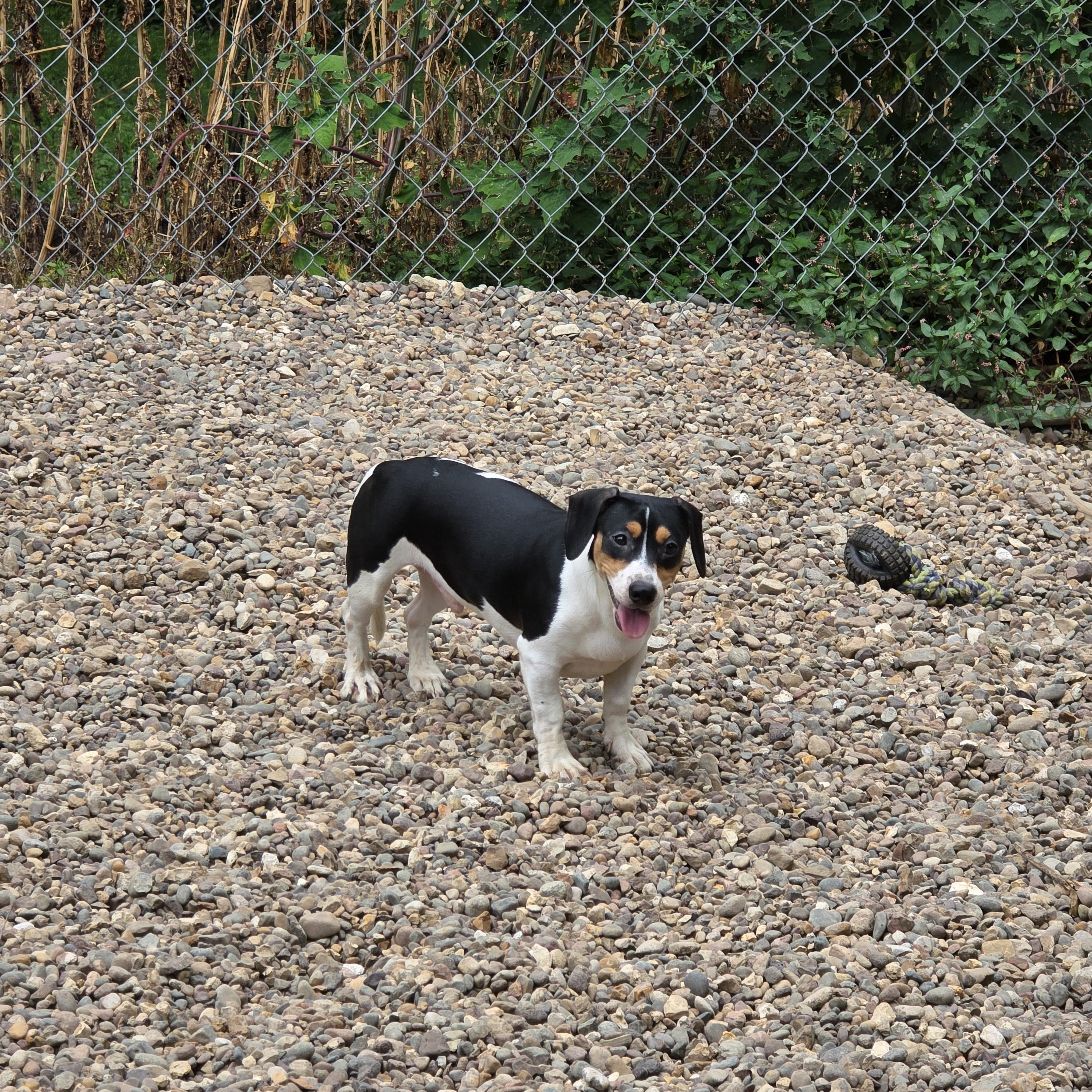 Whiner photo 1