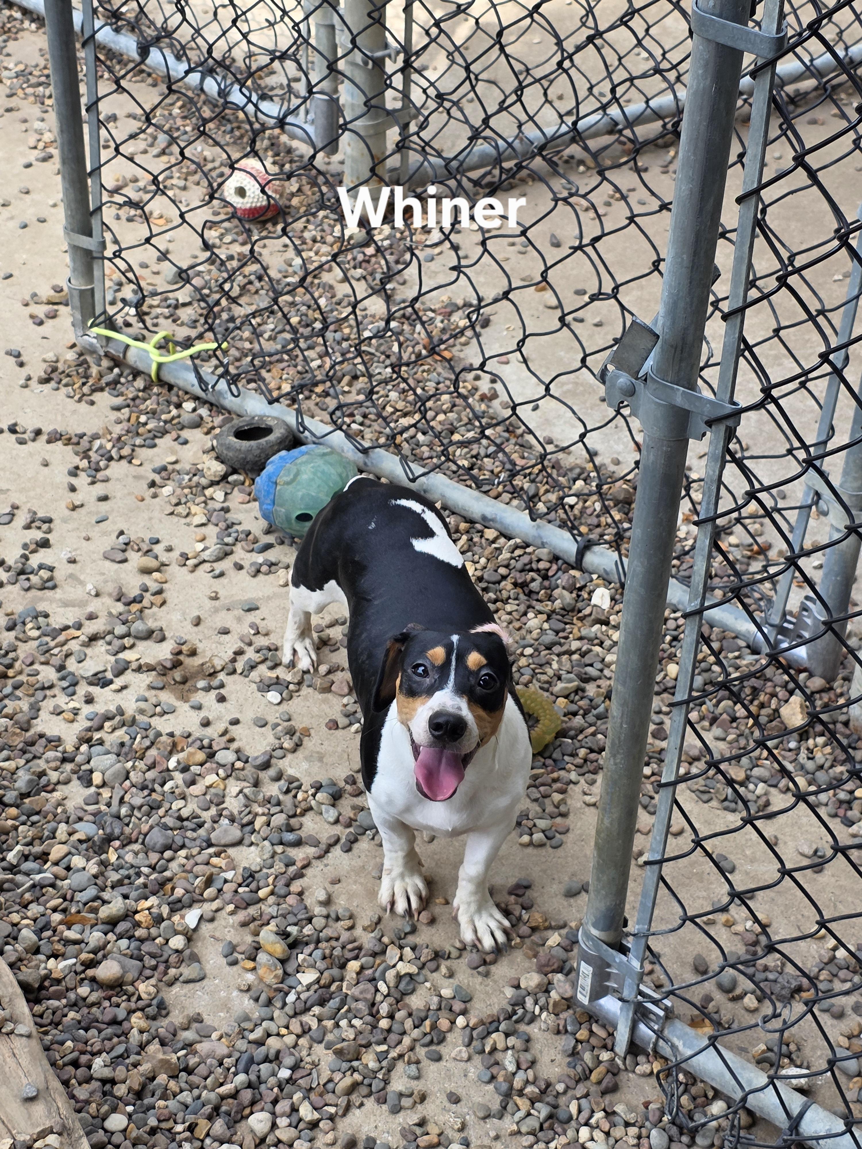 Whiner photo 5