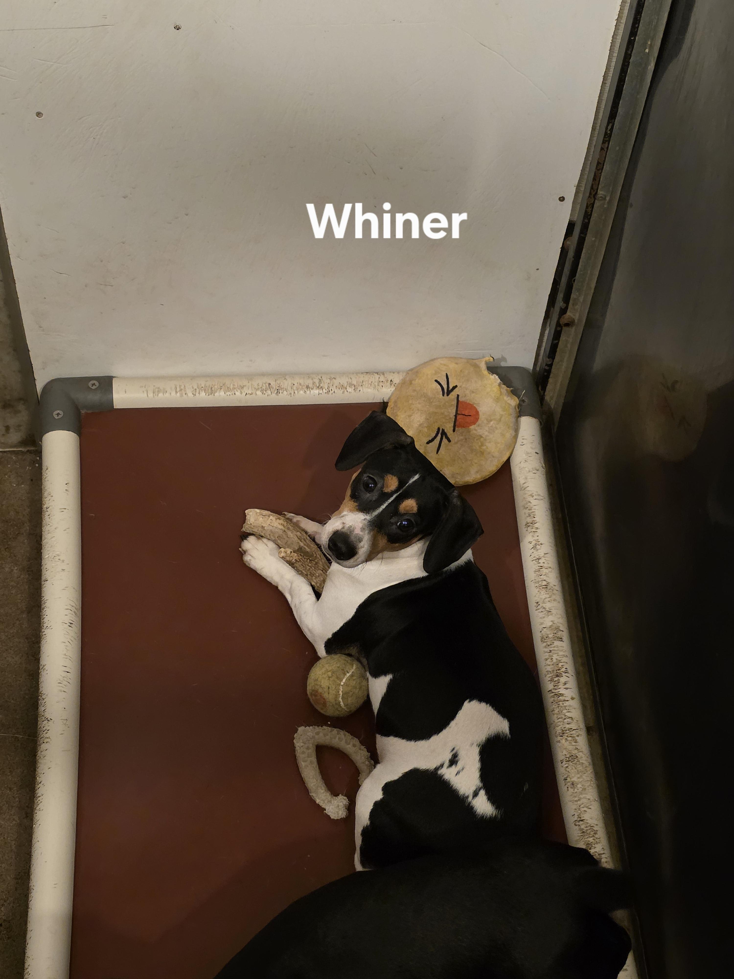 Whiner photo 2