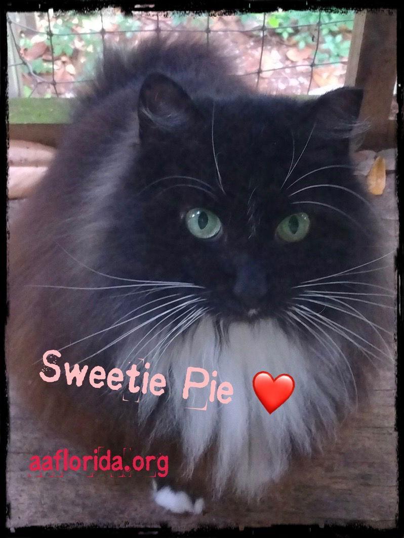 Enlarge Sweetie Pie Grady, a Adopted mixed breed in Pensacola, FL image 1/1