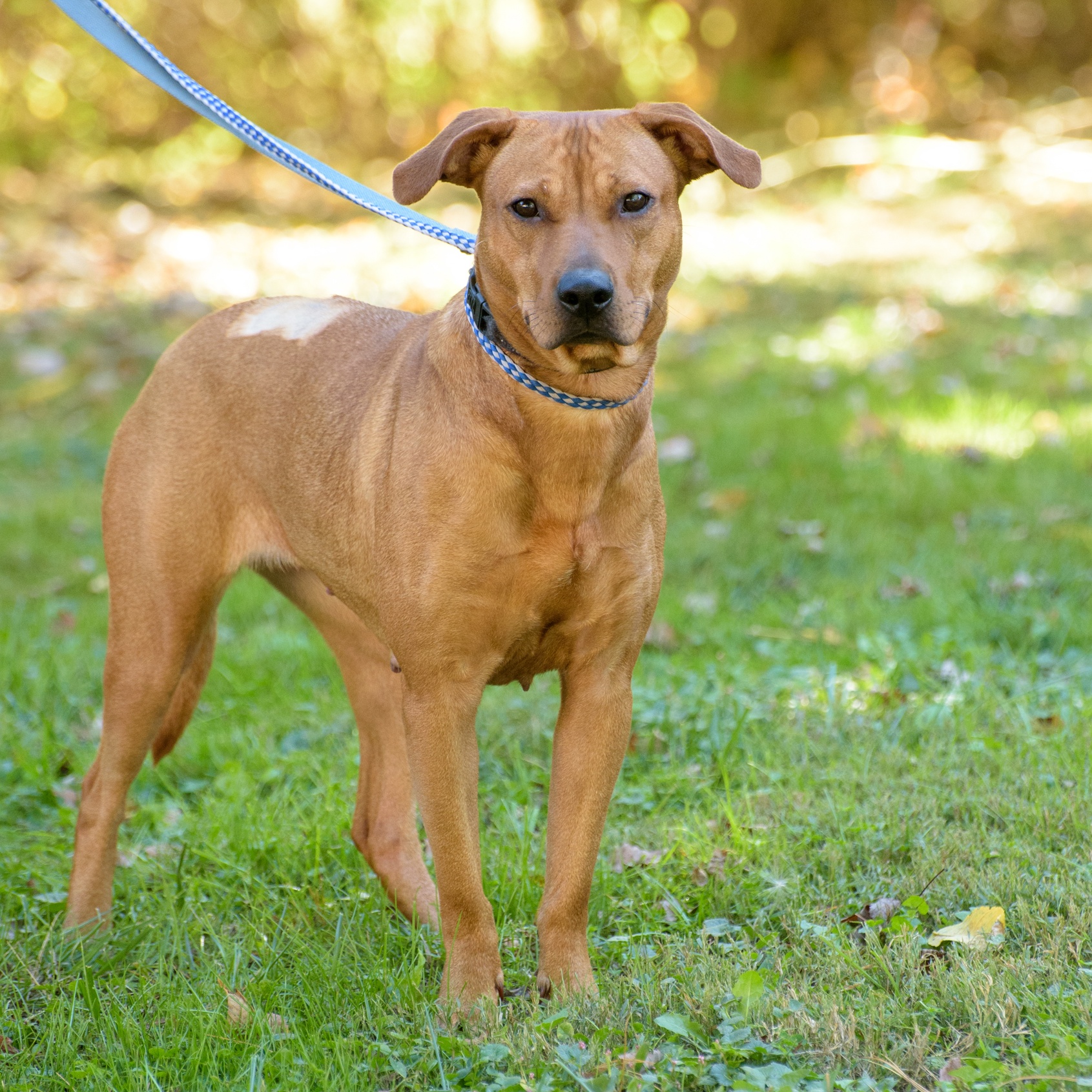 Enlarge Catina, a Adoptable mixed breed in Lambertville, NJ image 2/4