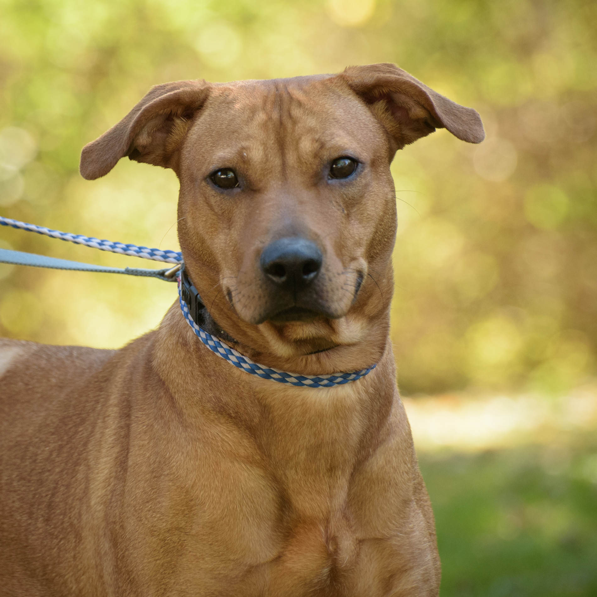 Enlarge Catina, a Adoptable mixed breed in Lambertville, NJ image 1/4