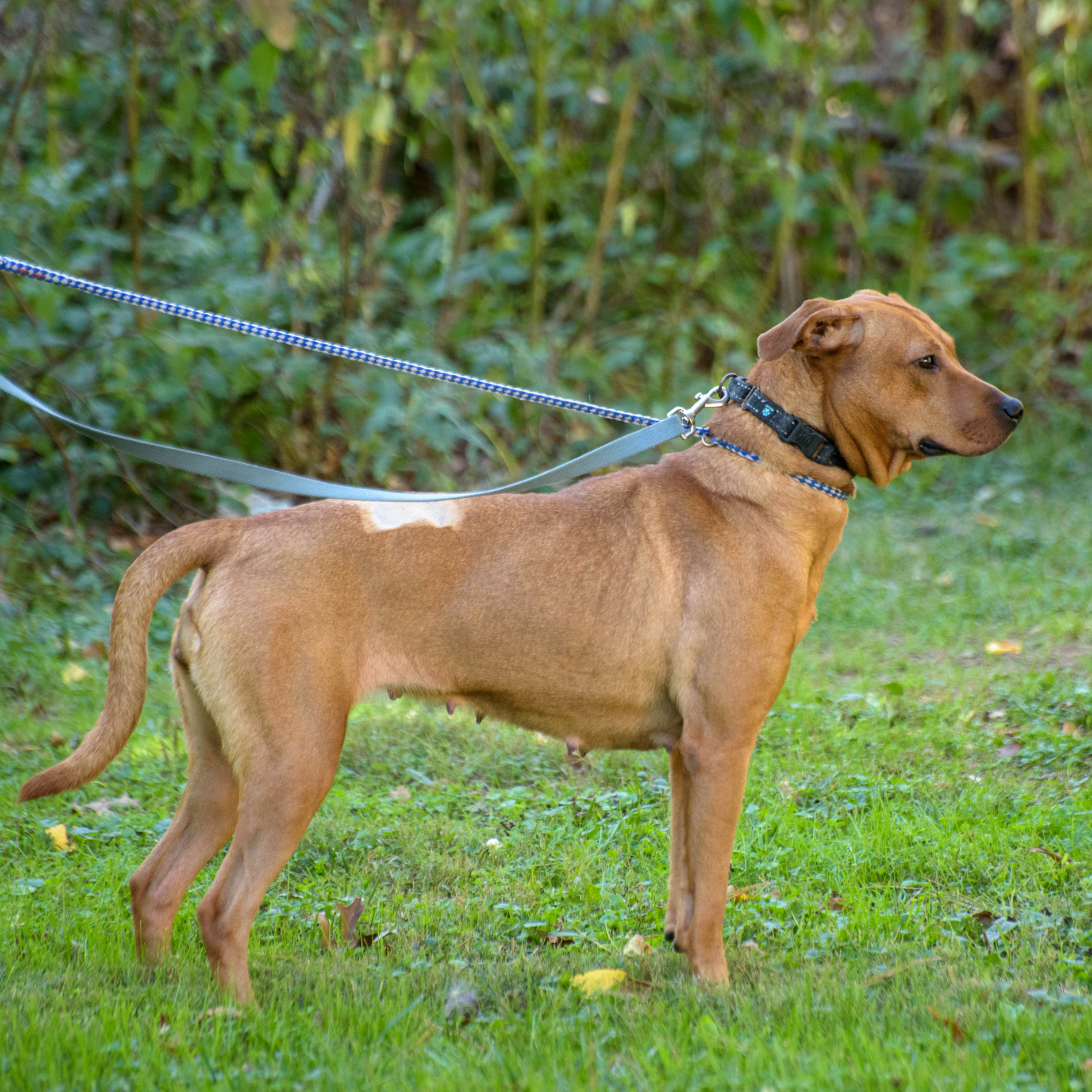 Enlarge Catina, a Adoptable mixed breed in Lambertville, NJ image 4/4