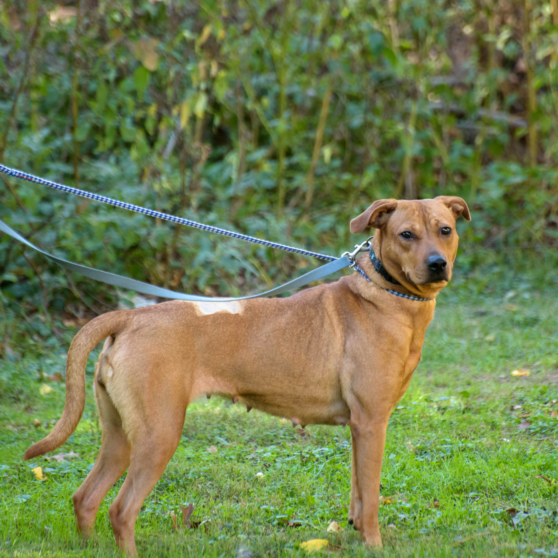 Enlarge Catina, a Adoptable mixed breed in Lambertville, NJ image 3/4