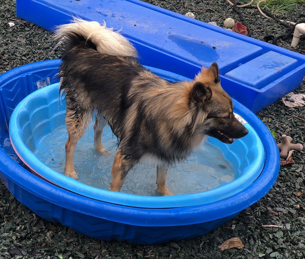 Enlarge Sophie , an adoptable mixed breed in Bowie, MD image 2/5