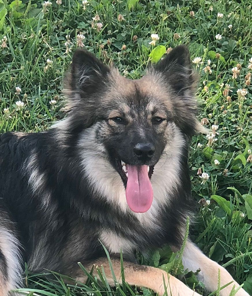 Enlarge Sophie , an adoptable mixed breed in Bowie, MD image 3/5