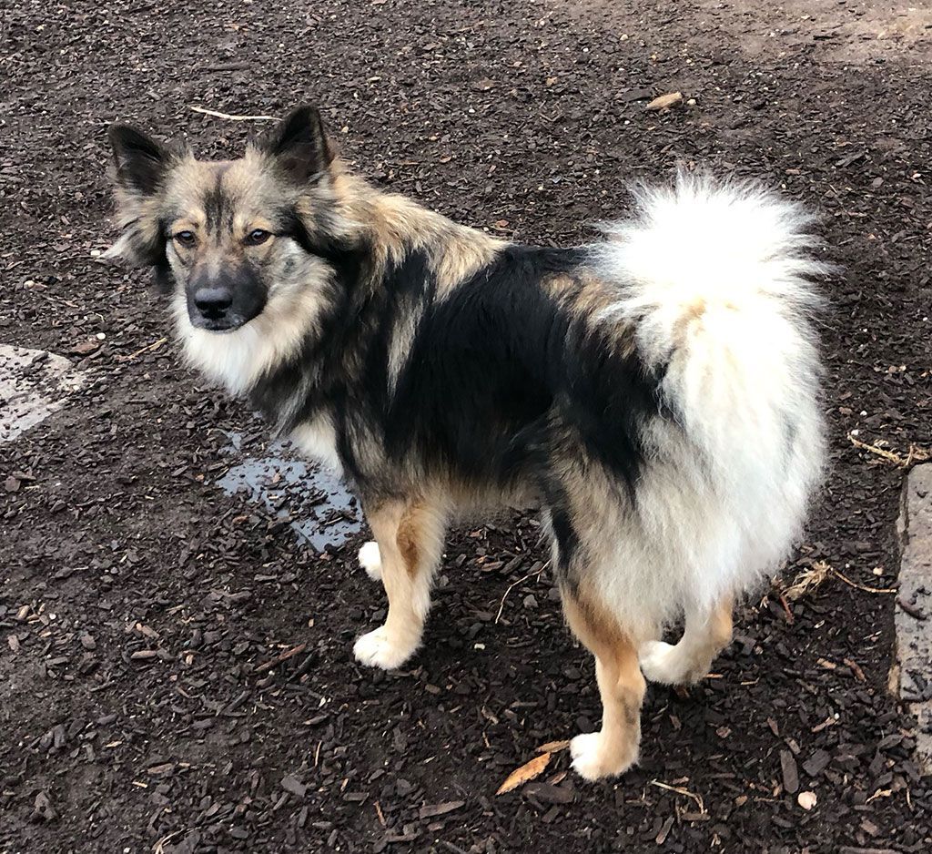Enlarge Sophie , an adoptable mixed breed in Bowie, MD image 4/5