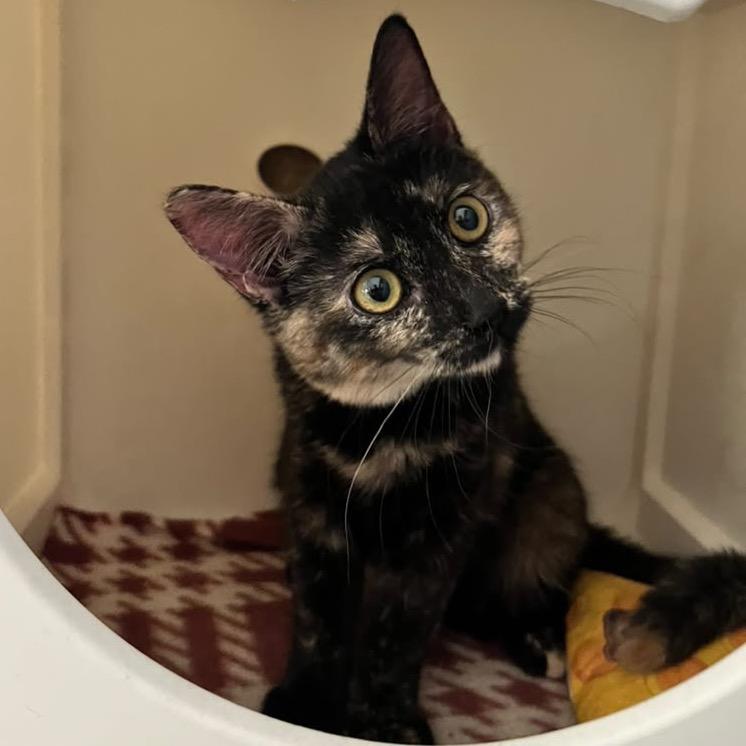 Cinnamon, Adoptable, Kitten Female Domestic Short Hair.