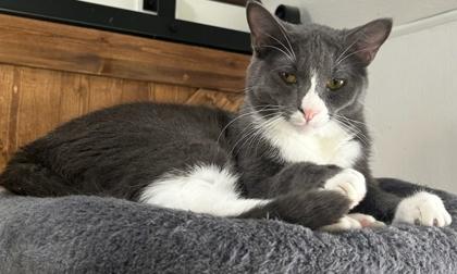 Boots, Adoptable, Adult Male Domestic Short Hair & Domestic Short Hair.