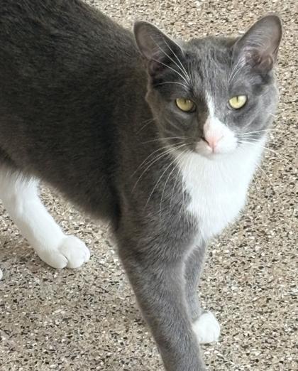Enlarge Boots, a Adoptable mixed breed in Cecil, WI image 2/2