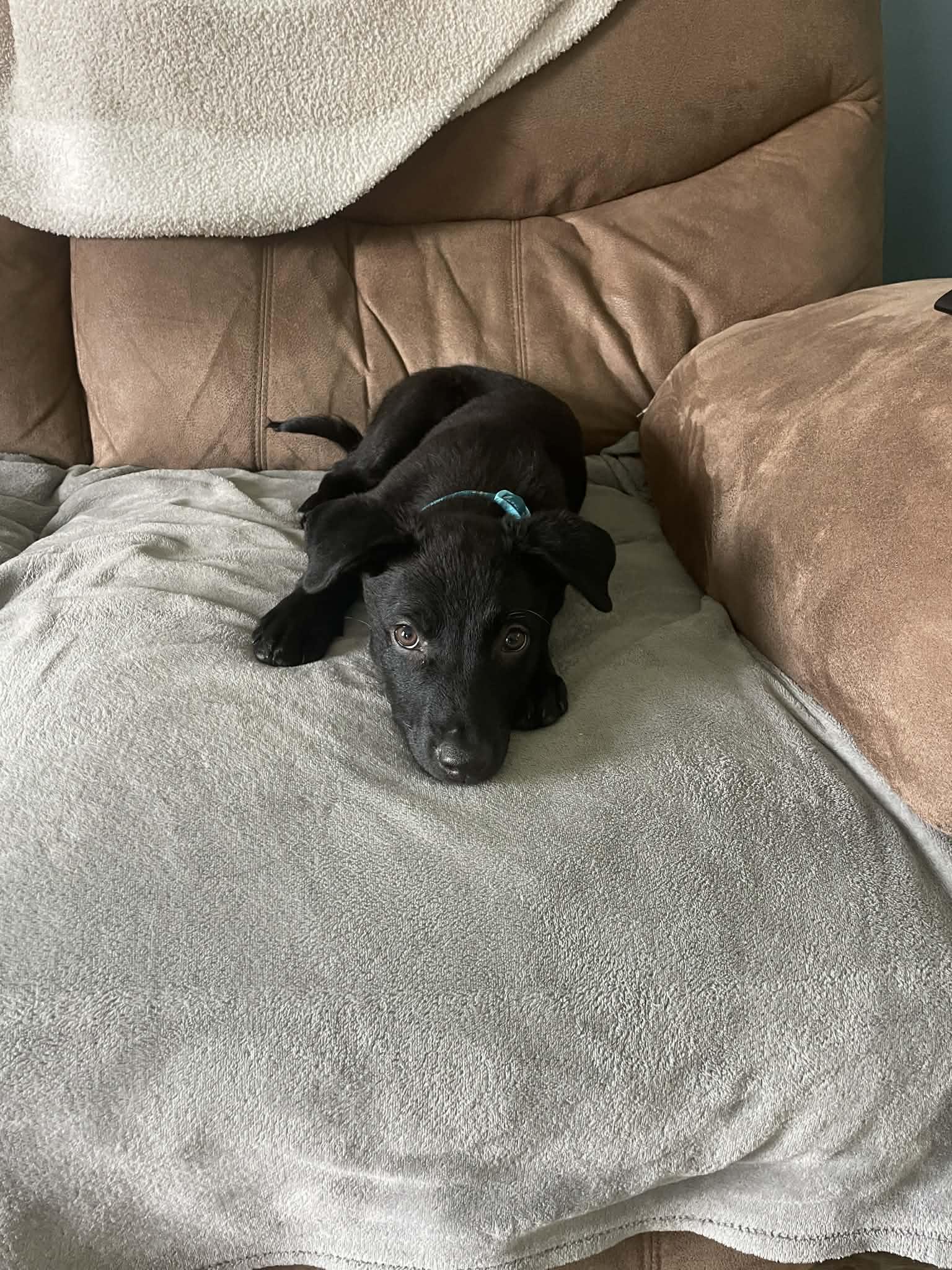 Cooper, Adoptable, Young Male Labrador Retriever.