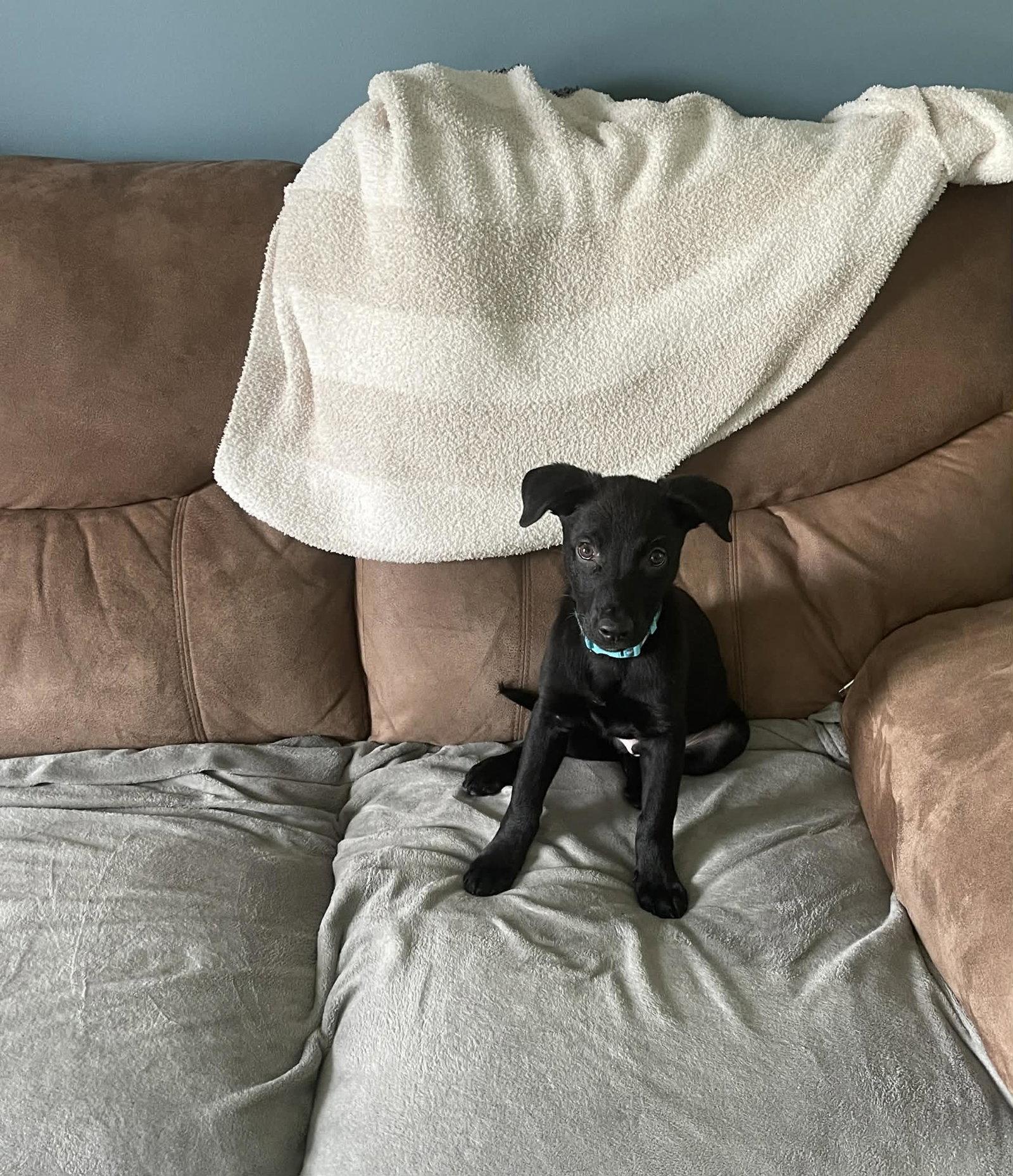 Enlarge Cooper, a Adoptable Labrador Retriever in Springville, NY image 2/3
