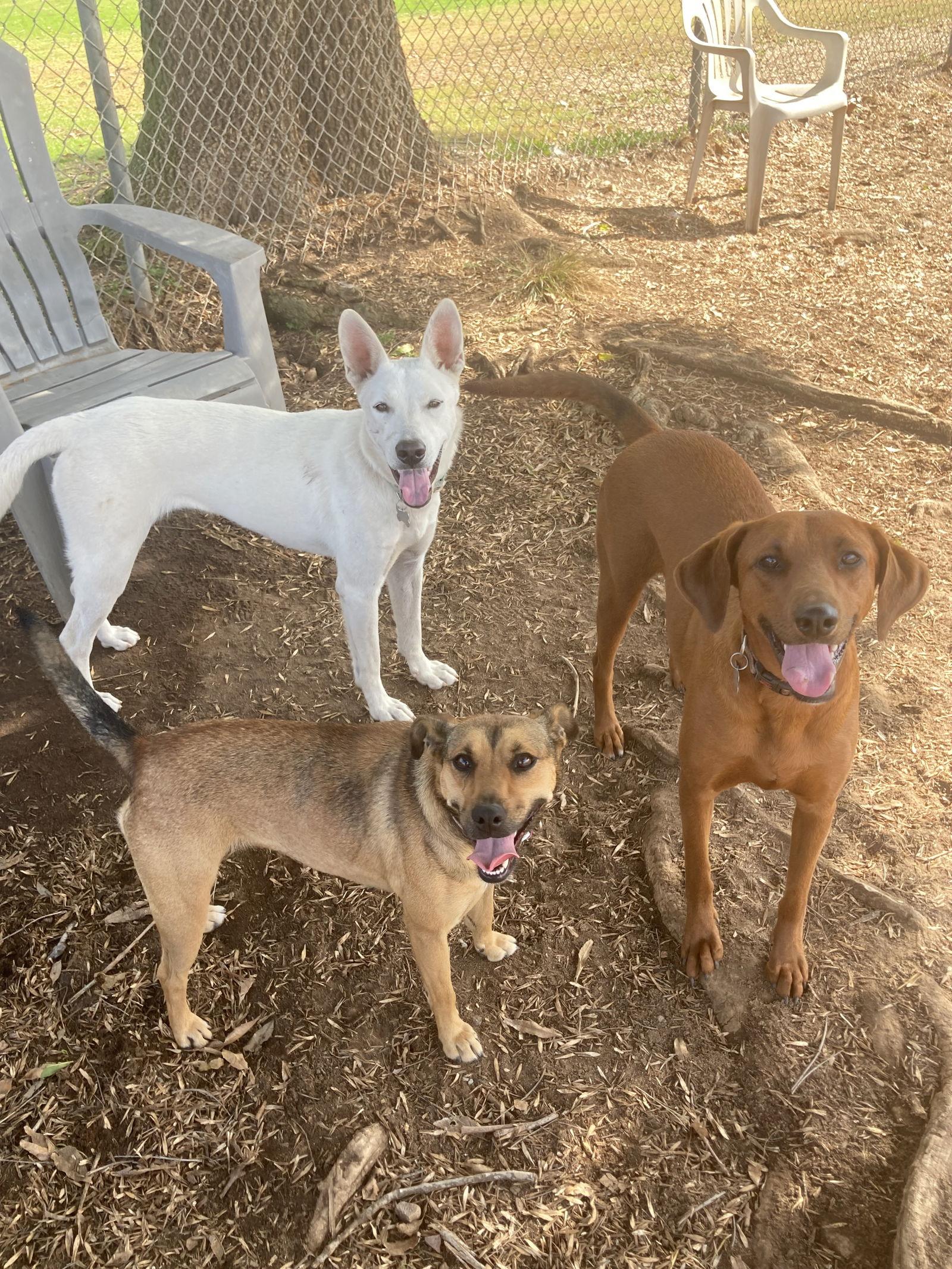 Frida, a Adoptable mixed breed in San Diego, CA image 2/3