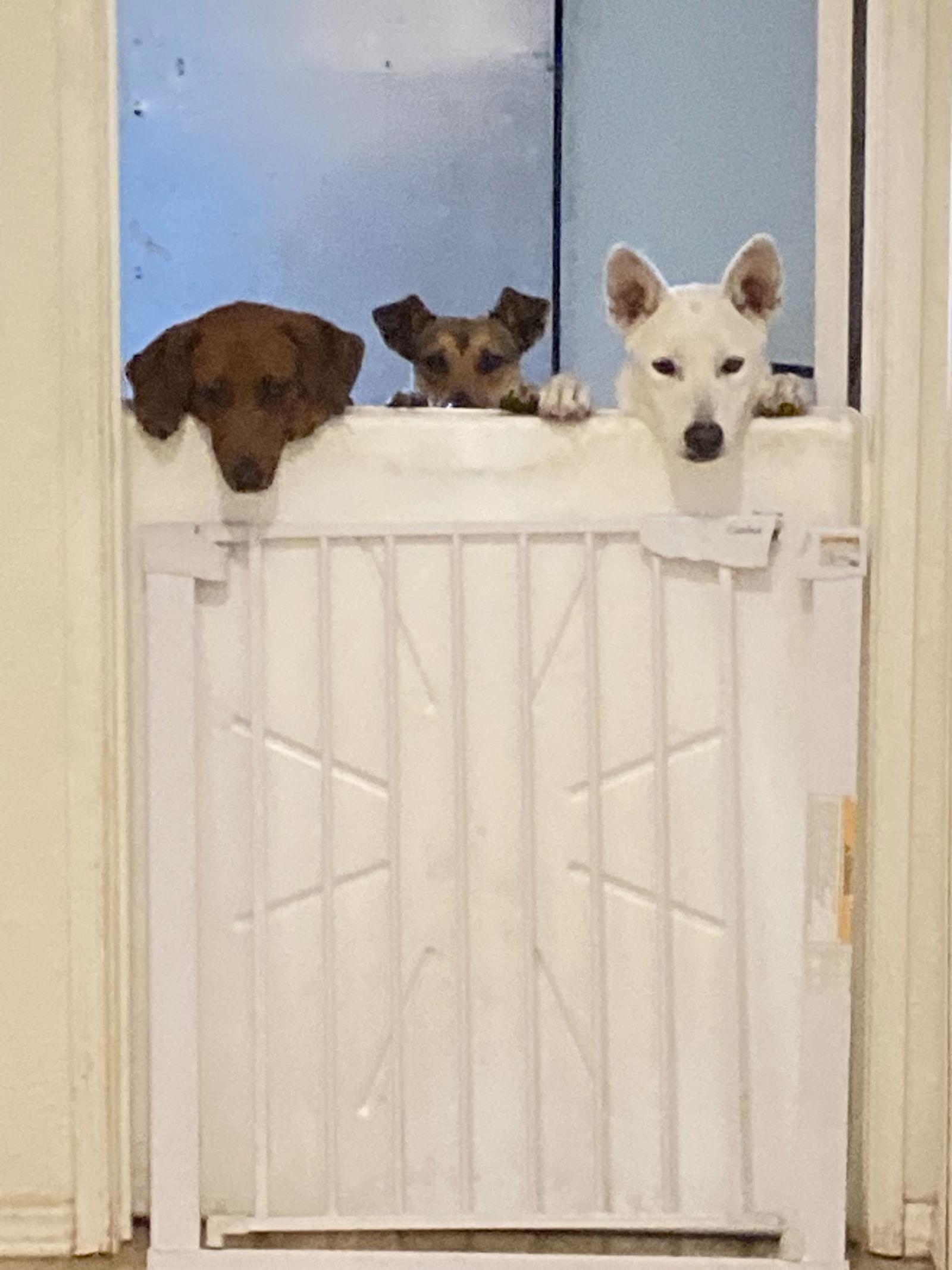 Frida, a Adoptable mixed breed in San Diego, CA image 3/3