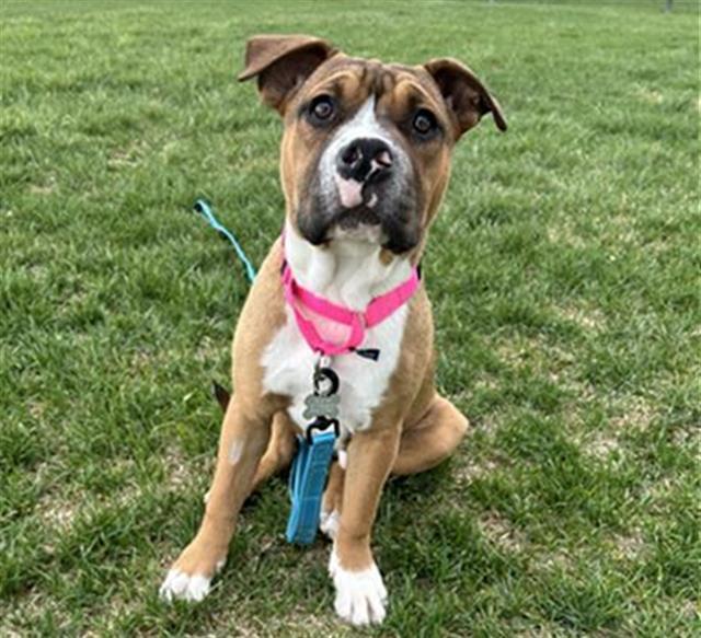 BUHBUH BEANS, Adoptable, Young Male Pit Bull Terrier & Shar-Pei.