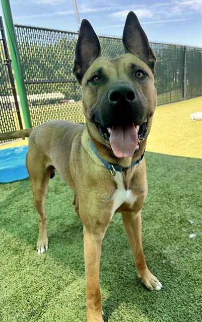 MILLER, Adoptable, Young Male Belgian Shepherd / Malinois & Rhodesian Ridgeback.