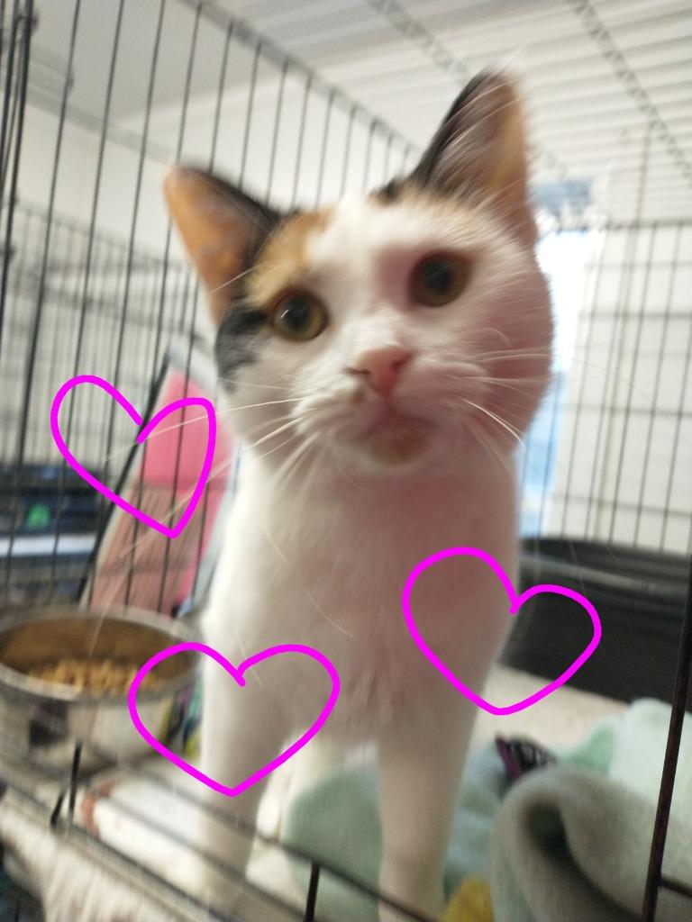 Estrella *fee waived*, a Adoptable Calico in Saint James, MN image 1/4