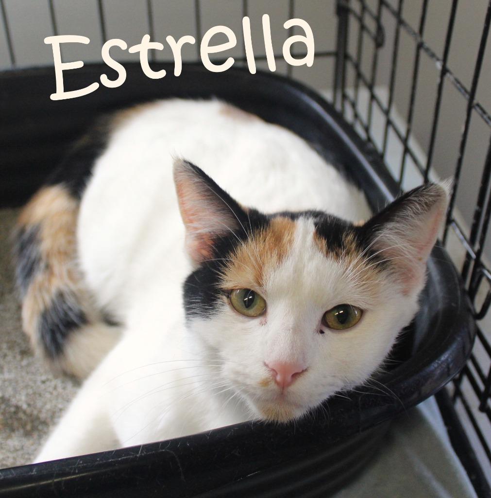 Estrella *fee waived*, Adoptable, Young Female Calico.