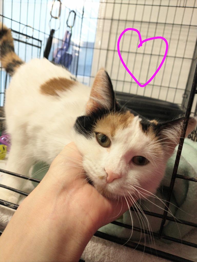Estrella *fee waived*, a Adoptable Calico in Saint James, MN image 2/4