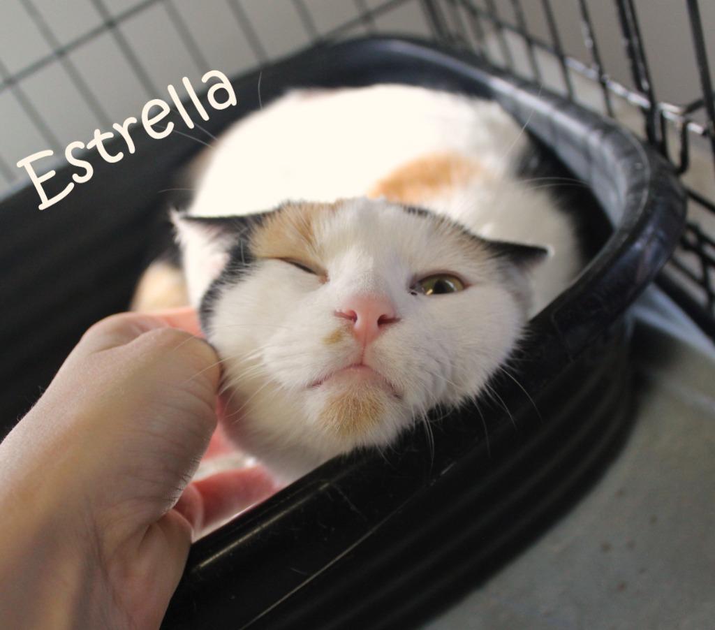 Estrella *fee waived*, a Adoptable Calico in Saint James, MN image 3/4