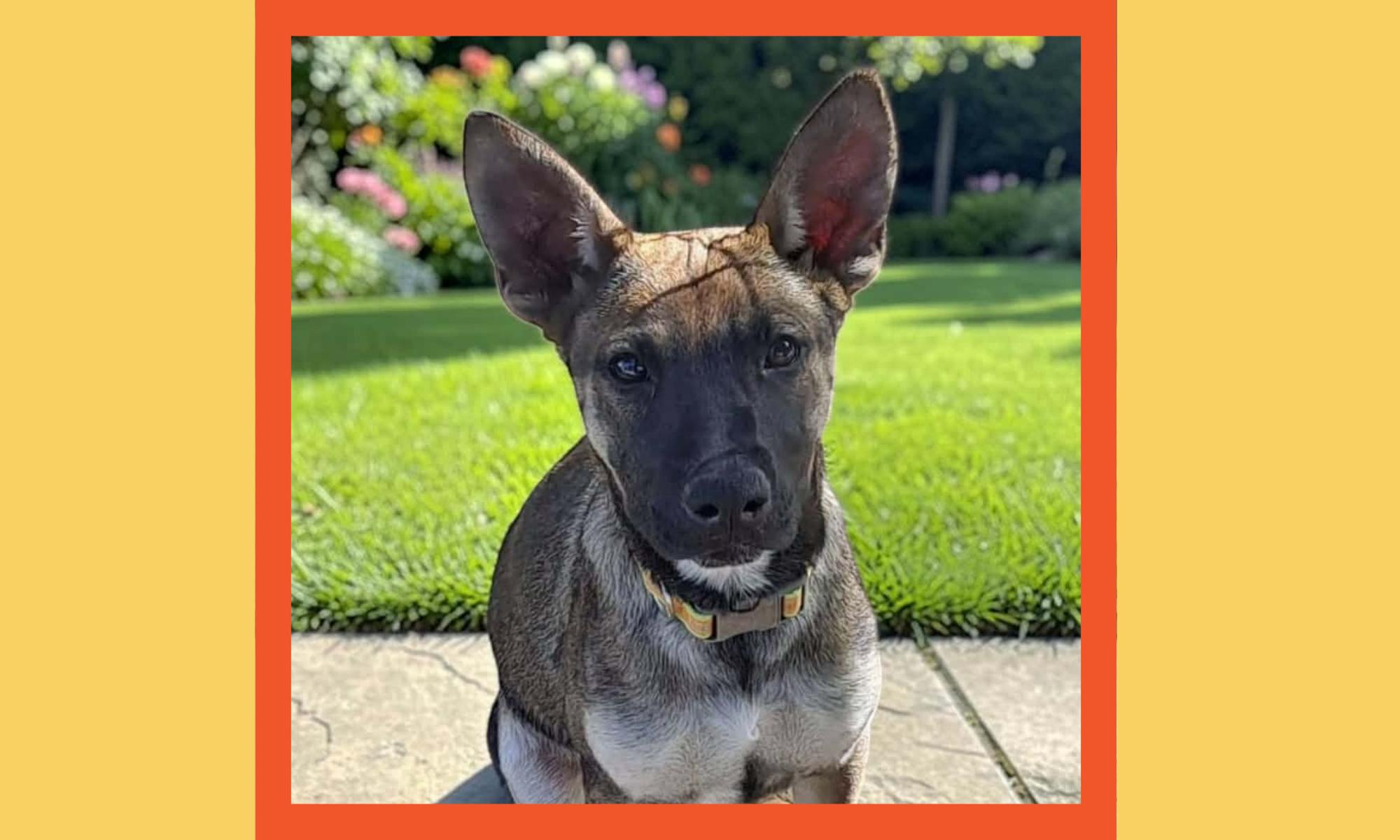 Oakley, a ADOPTABLE mixed breed in San Francisco, CA image 2/2
