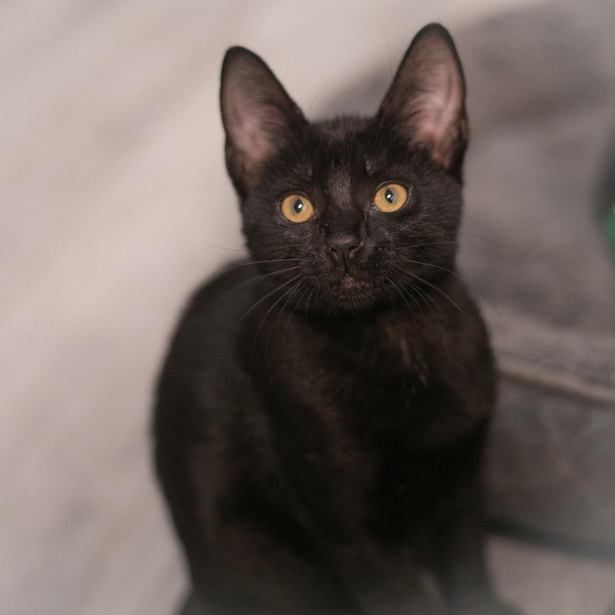 Jesi