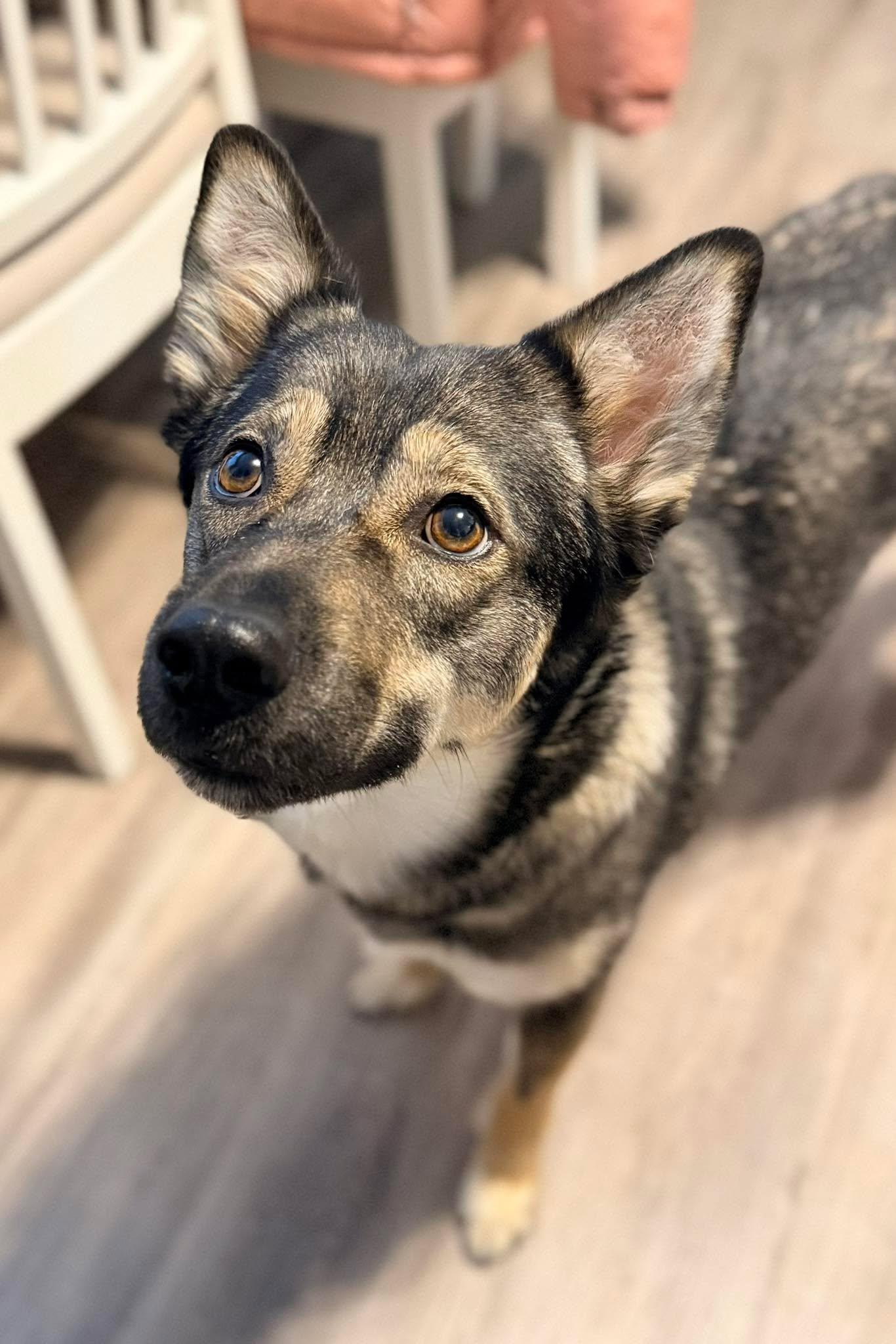 Enlarge Gerda, a ADOPTABLE mixed breed in Winnipeg, MB image 3/6