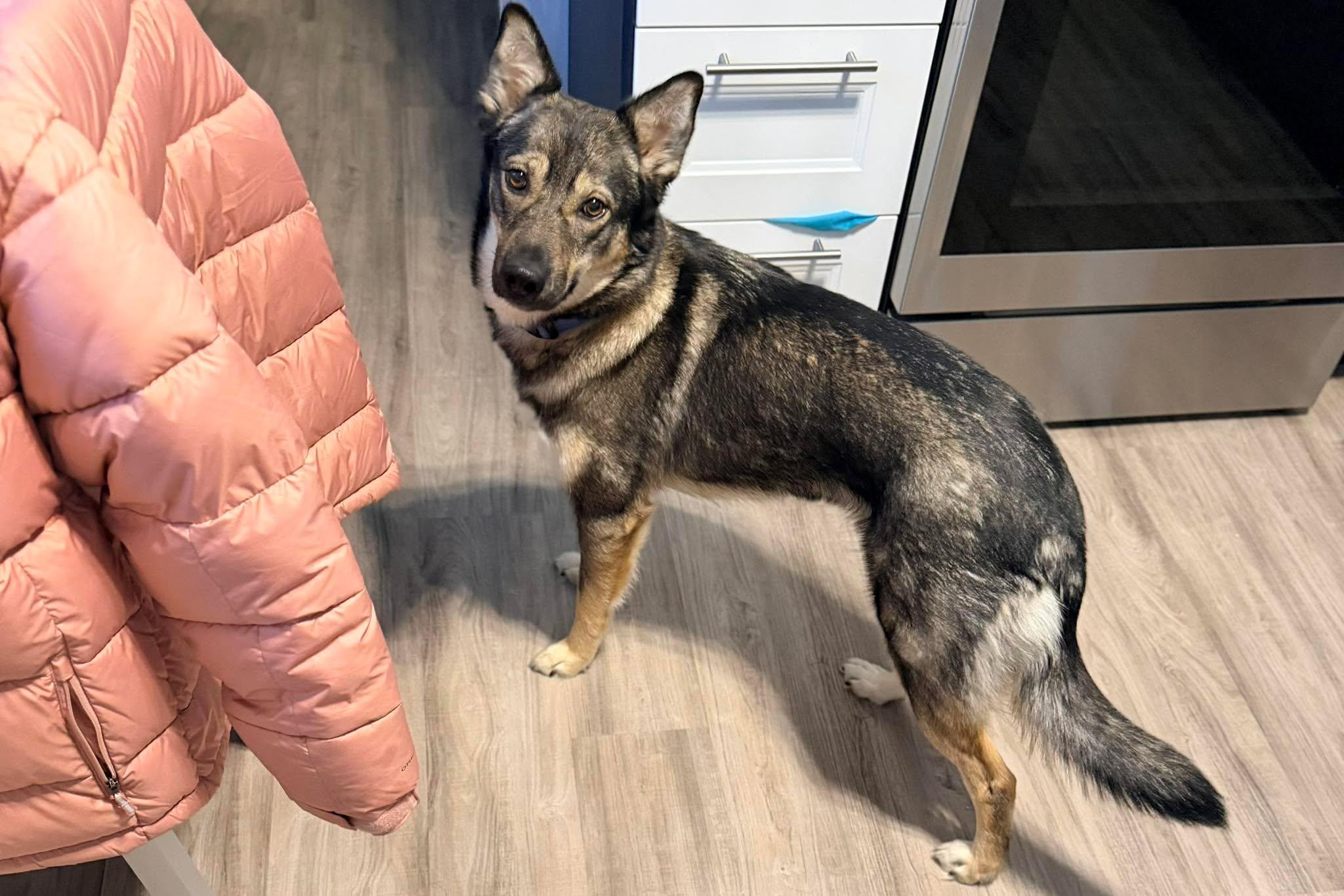 Enlarge Gerda, a ADOPTABLE mixed breed in Winnipeg, MB image 6/6