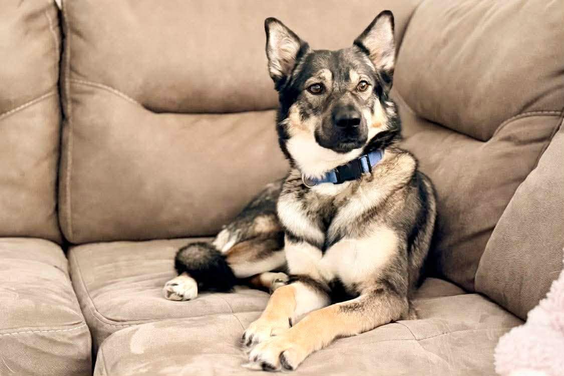 Enlarge Gerda, a ADOPTABLE mixed breed in Winnipeg, MB image 2/6