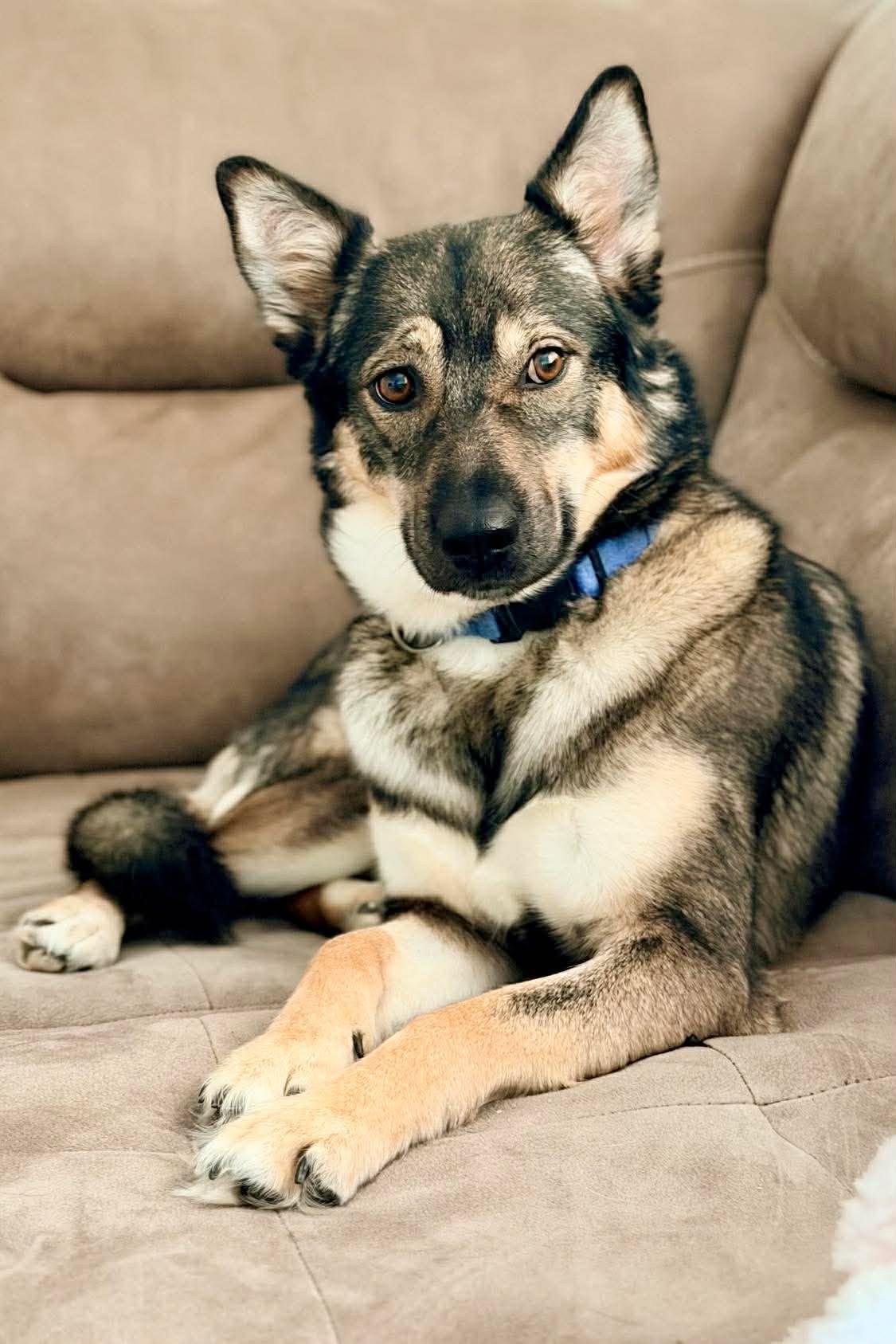 Enlarge Gerda, a ADOPTABLE mixed breed in Winnipeg, MB image 4/6