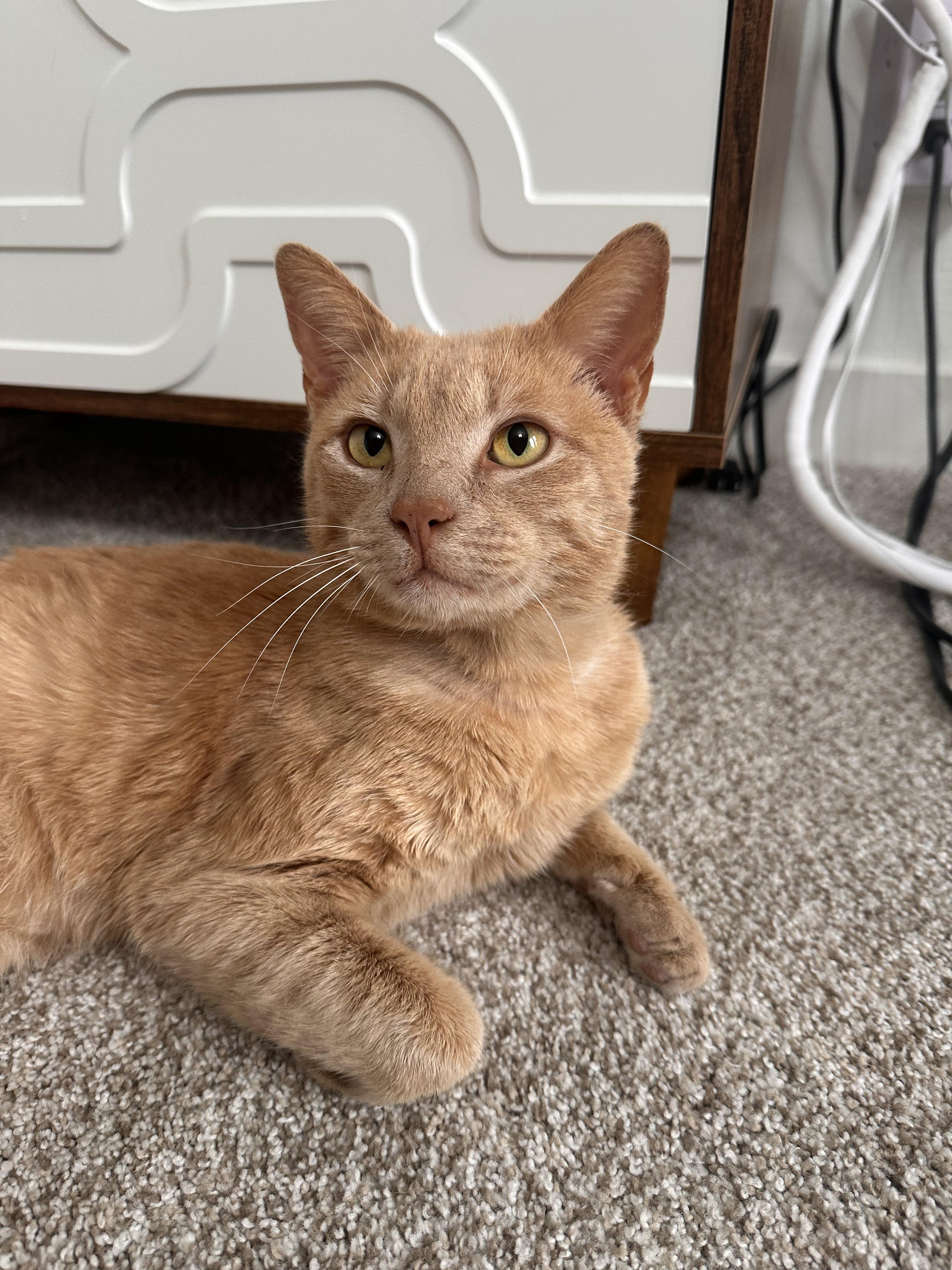 Enlarge Kenny, an adopted Domestic Short Hair in Lakewood, CO image 6/6