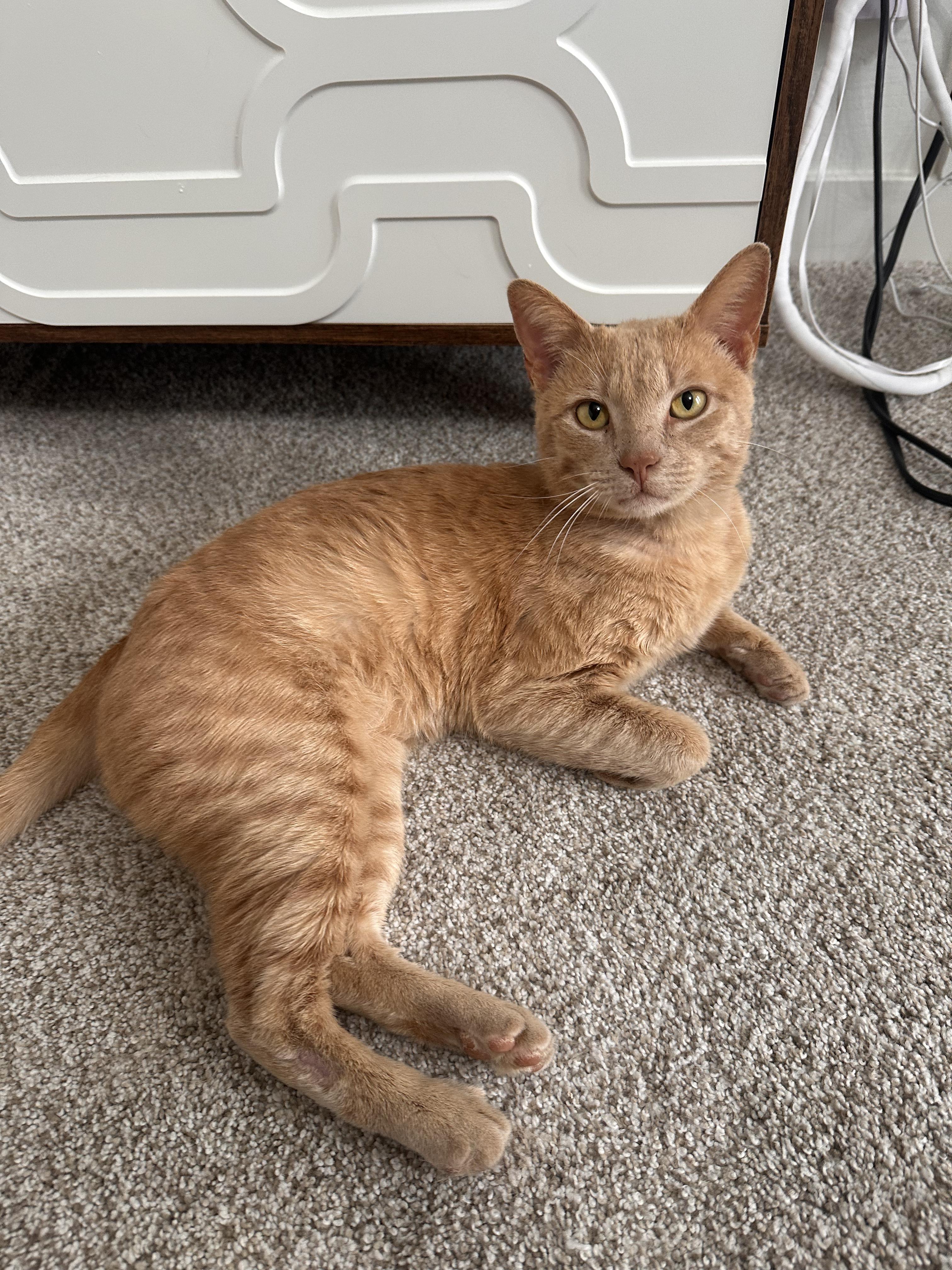 Enlarge Kenny, an adopted Domestic Short Hair in Lakewood, CO image 5/6