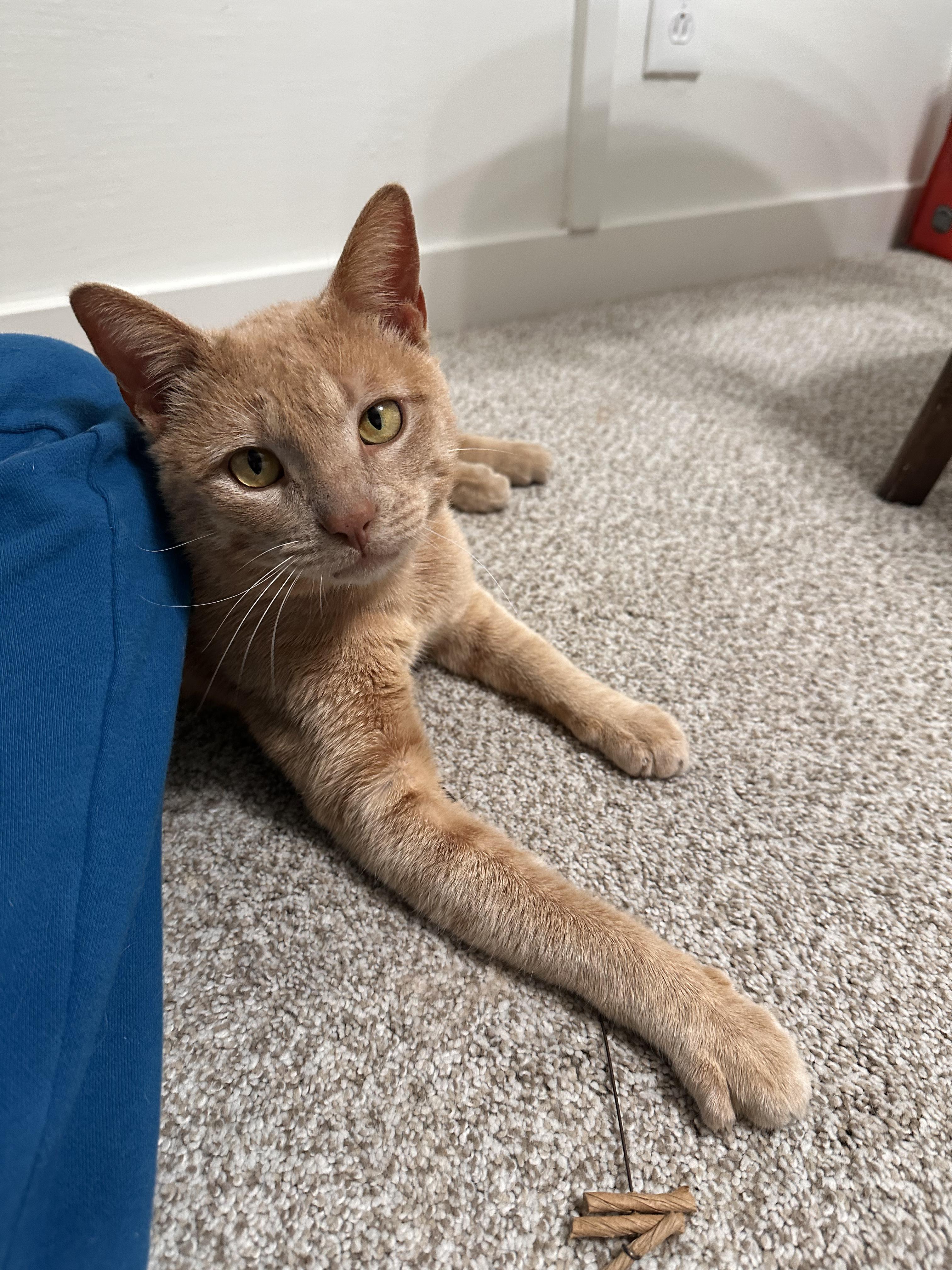 Enlarge Kenny, an adopted Domestic Short Hair in Lakewood, CO image 4/6