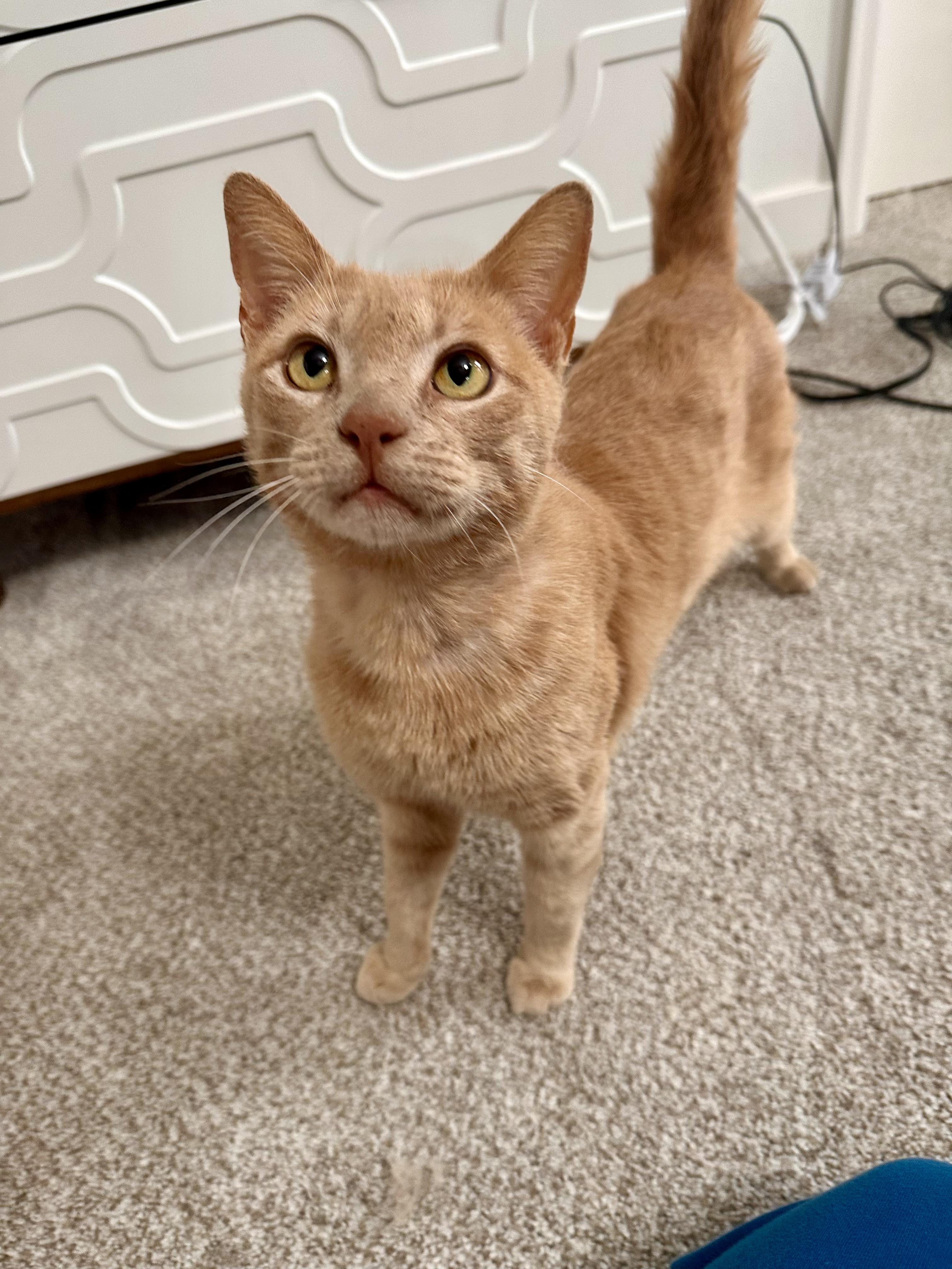 Enlarge Kenny, an adopted Domestic Short Hair in Lakewood, CO image 1/6