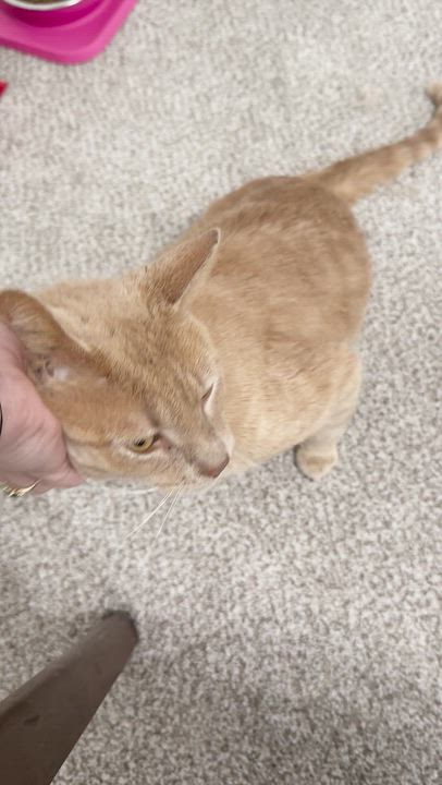 Enlarge Kenny, an adopted Domestic Short Hair in Lakewood, CO video 2/6