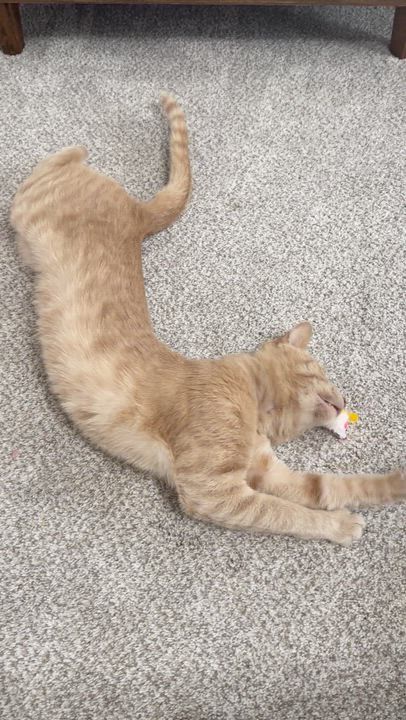 Enlarge Kenny, an adopted Domestic Short Hair in Lakewood, CO video 3/6