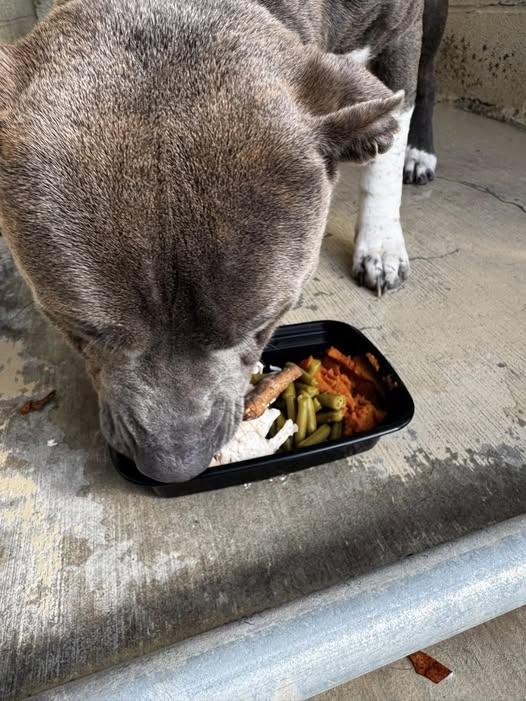 Enlarge Bayou, an adopted mixed breed in Tullahoma, TN image 2/5