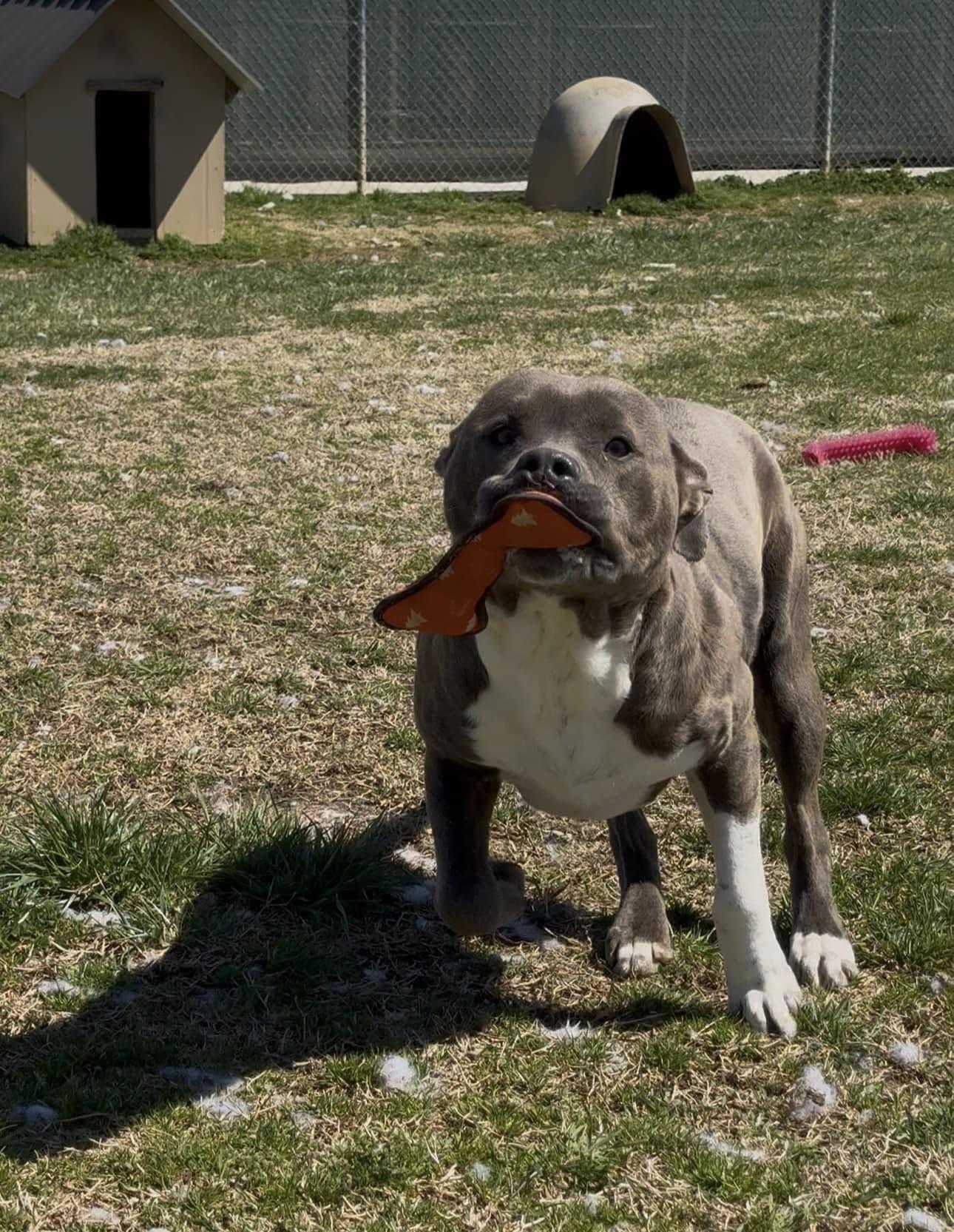 Enlarge Bayou, an adopted mixed breed in Tullahoma, TN image 3/5
