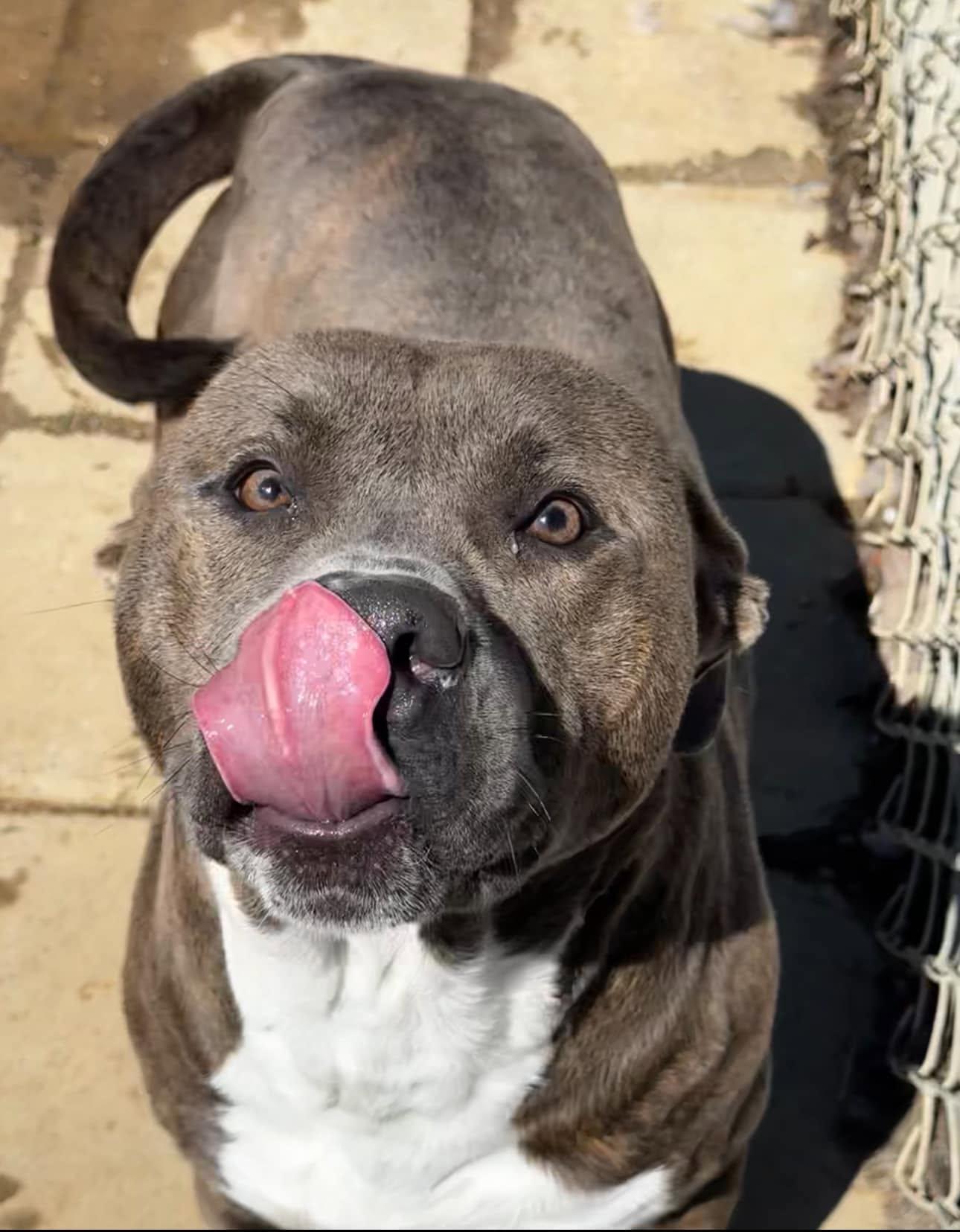 Enlarge Bayou, an adopted mixed breed in Tullahoma, TN image 1/5