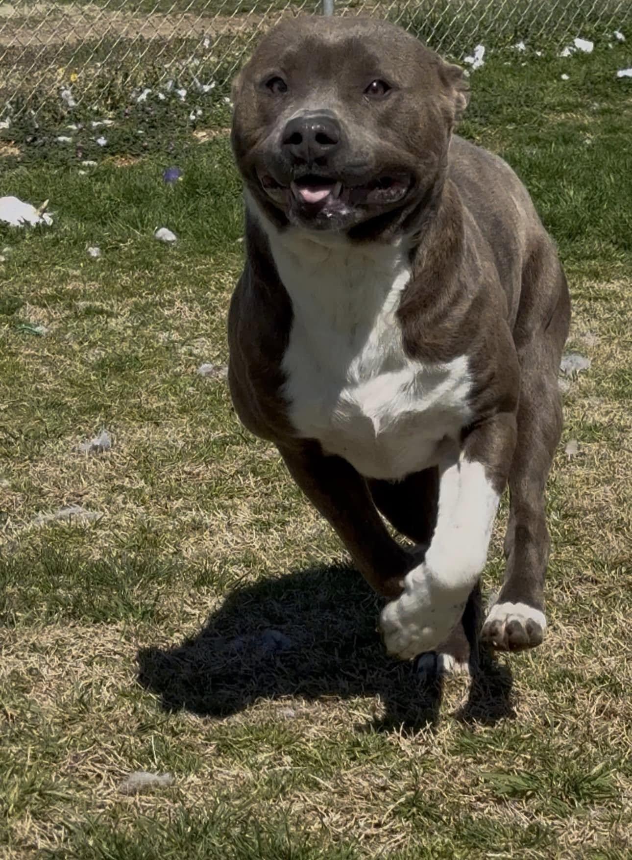 Enlarge Bayou, an adopted mixed breed in Tullahoma, TN image 4/5