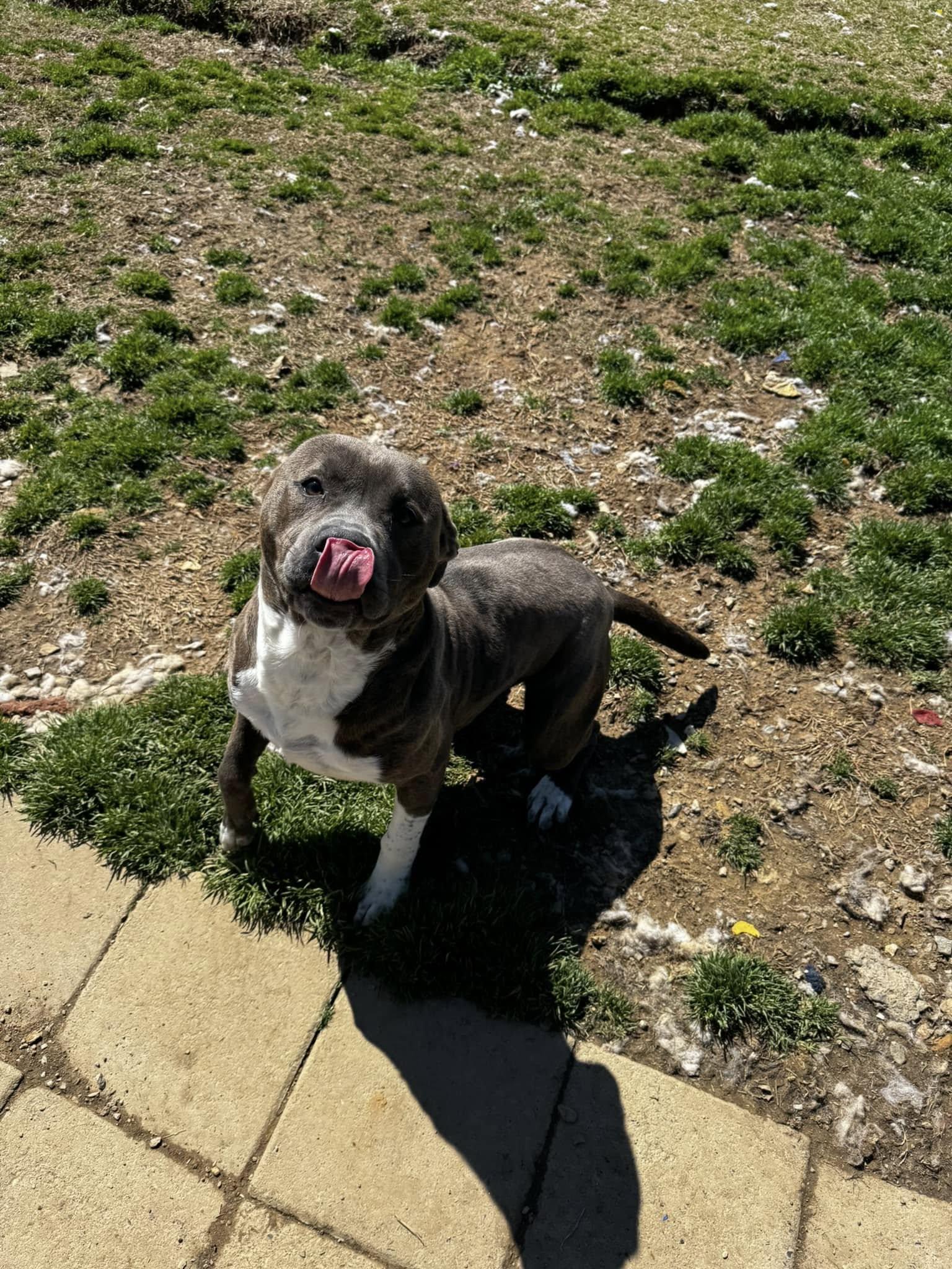 Enlarge Bayou, an adopted mixed breed in Tullahoma, TN image 5/5