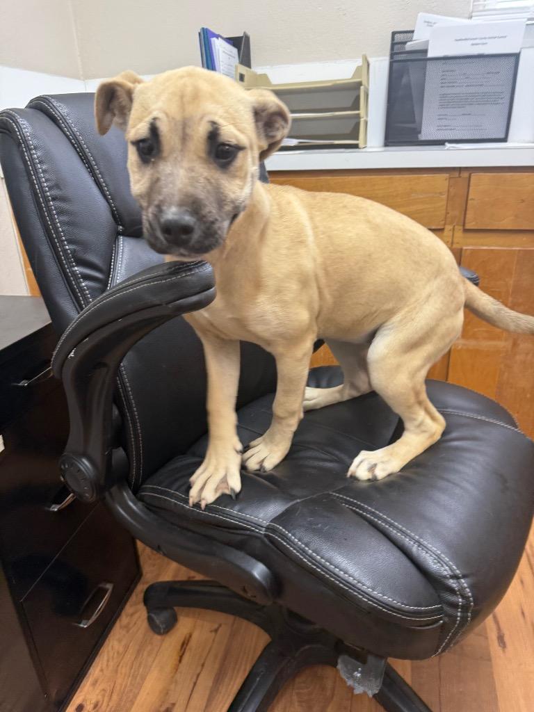 Enlarge Shelly, a Adoptable mixed breed in Fayetteville, TN image 1/3